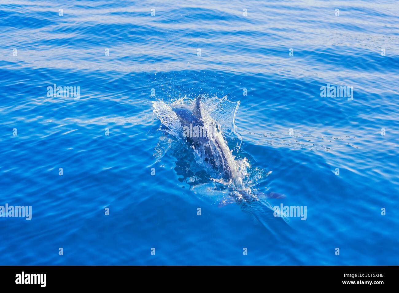Nage avec les dauphins tachetés pantropicaux (Stenella atténuata), baie Drake, parc national Corcovado, péninsule d'Osa, Costa Rica Banque D'Images