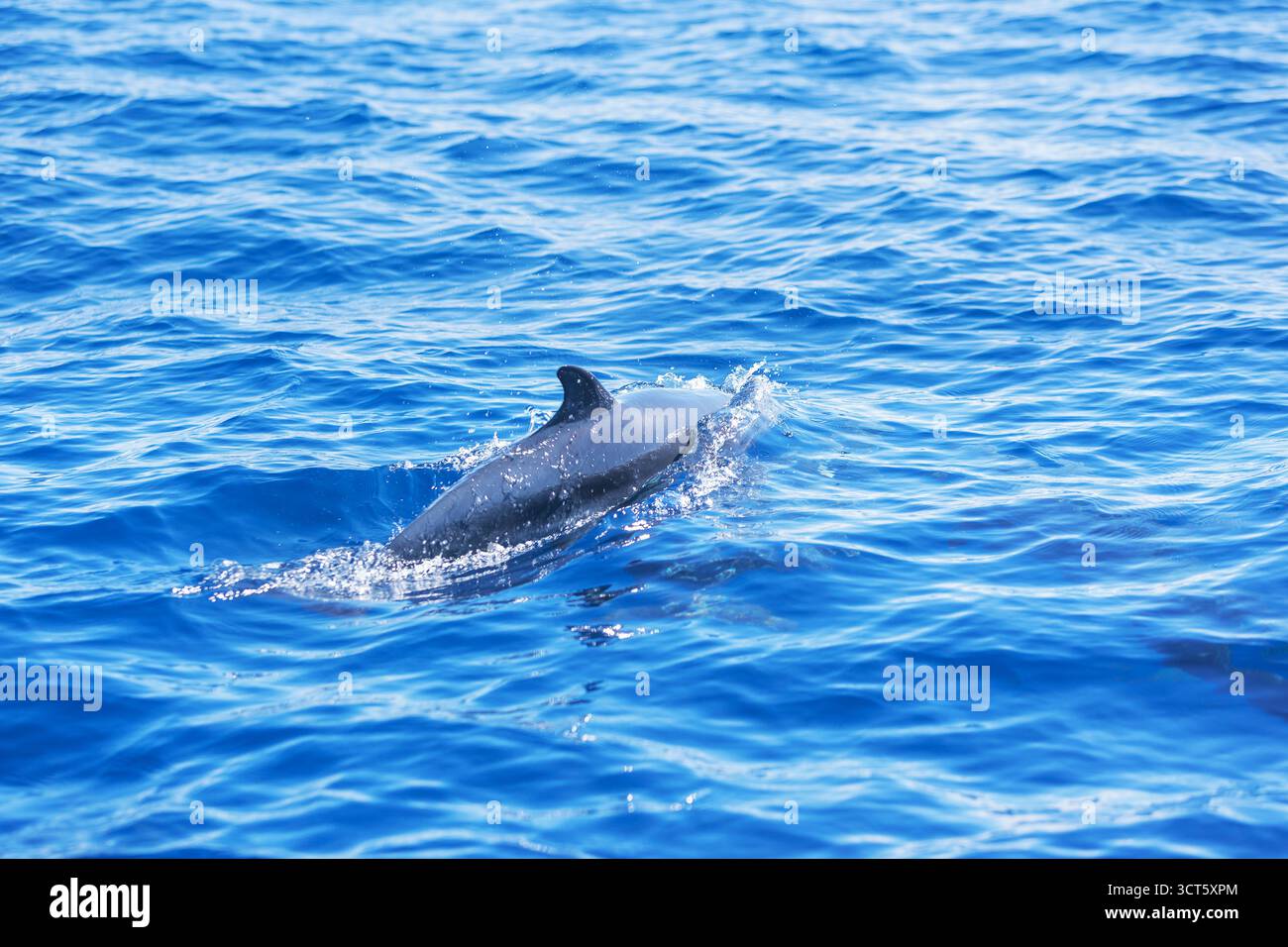Nage avec les dauphins tachetés pantropicaux (Stenella atténuata), baie Drake, parc national Corcovado, péninsule d'Osa, Costa Rica Banque D'Images