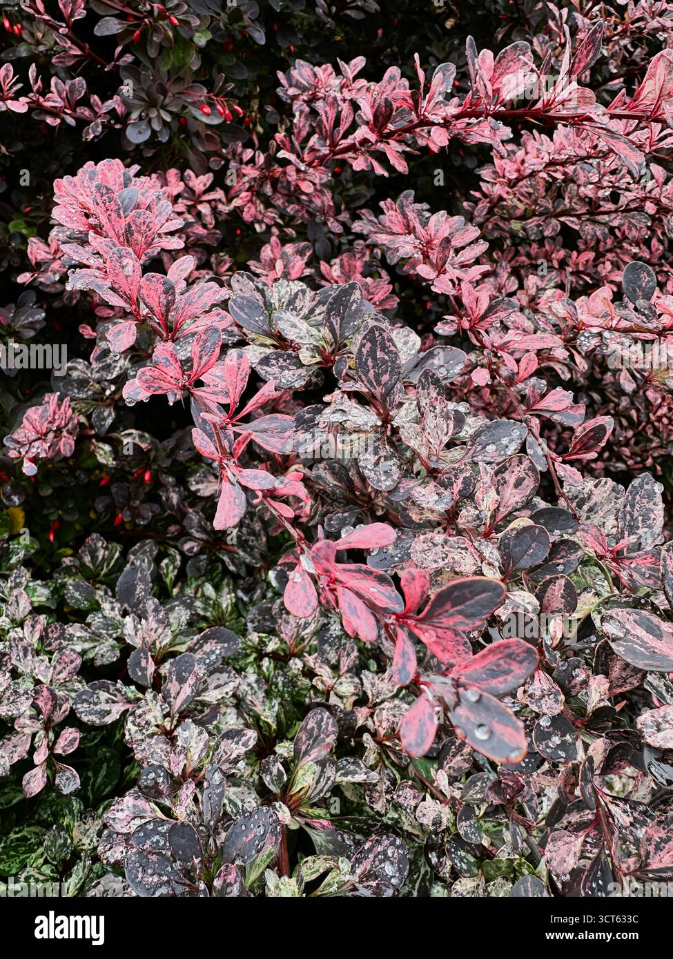 Épine japonaise en automne, gros plan. Banque D'Images