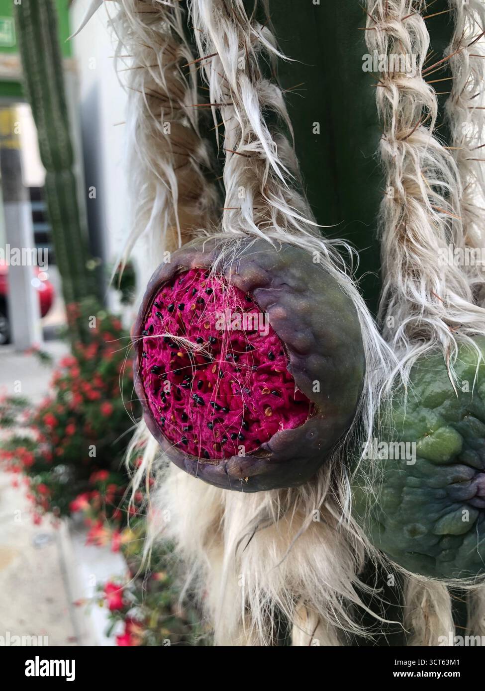 Fruit de cactus magenta brillant avec des graines sur cactus vert, capturé à l'extérieur montrant une couleur vive et une texture naturelle. - Image de stock capturée avec un smartphone