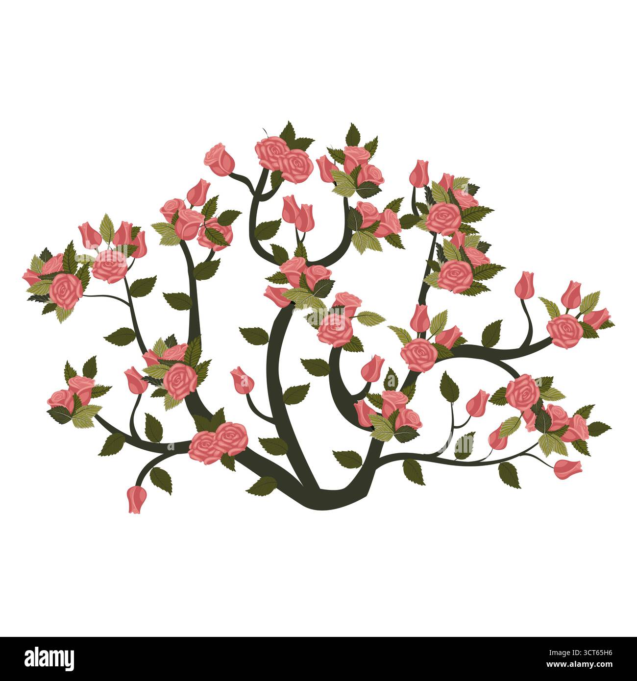 Un rosier rond avec fleurs roses poussiéreuses. Illustration vectorielle sur un fond blanc. Illustration de Vecteur Un rosier rond avec fleurs roses poussiéreuses. Illustration vectorielle sur un fond blanc. Illustration de Vecteur