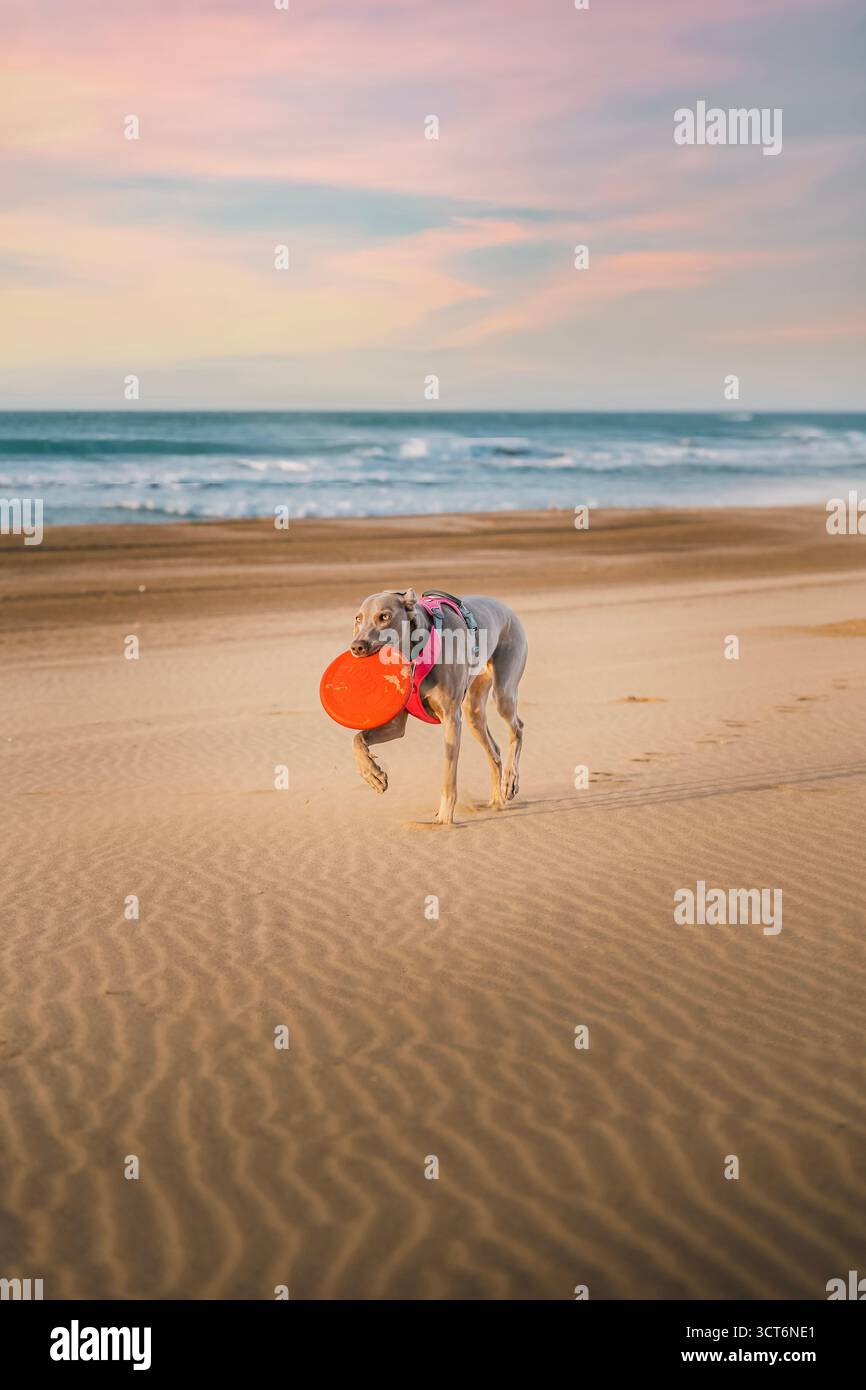 Chien Weimaraner portant un disque de Frisbee rouge dans la bouche tout en courant sur une plage de sable au coucher du soleil, côte atlantique, Espagne. Animal de compagnie actif jouant à l'extérieur Banque D'Images