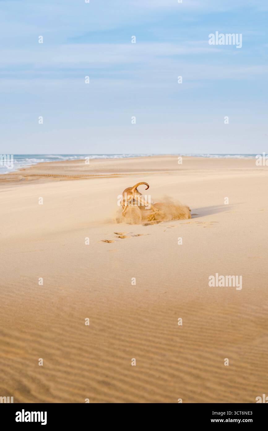Chien Weimaraner creusant dans le sable sur la plage, créant un nuage de poussière tout en jouant et en explorant. Comportement actif des animaux sur la côte, Espagne en plein air Banque D'Images