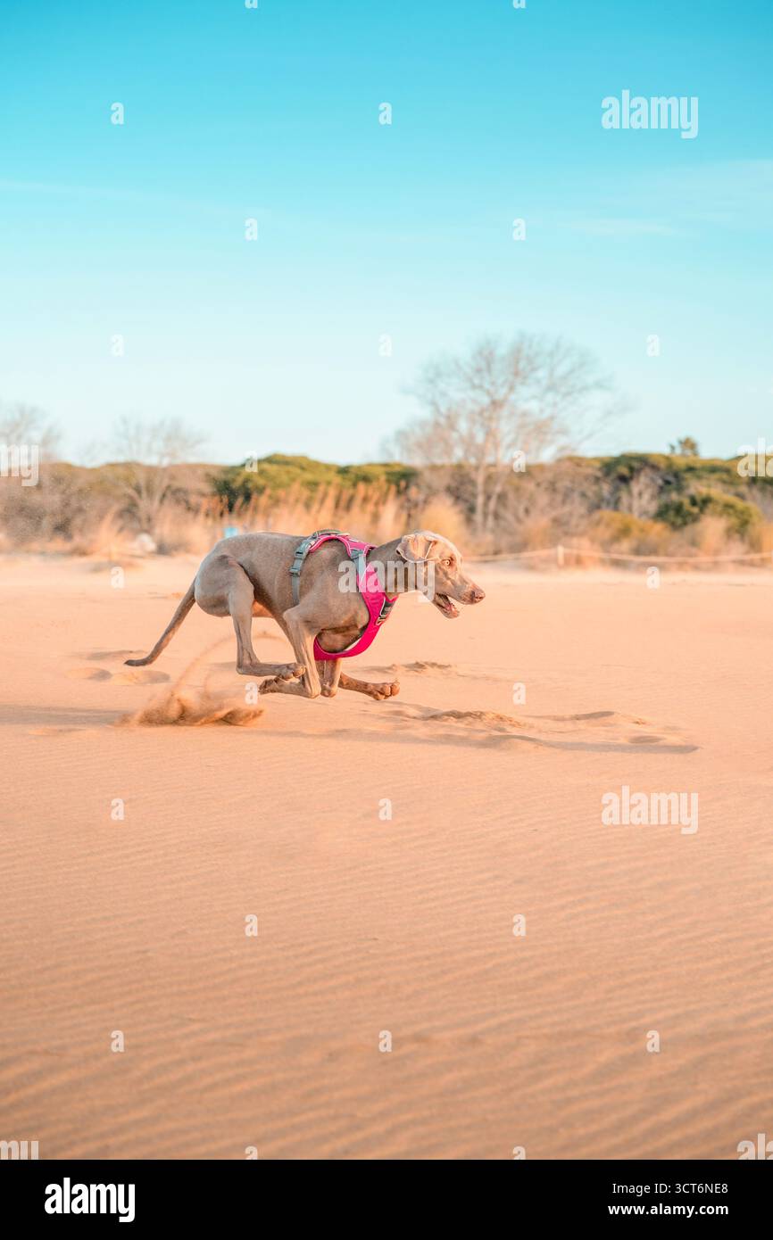 Chien Weimaraner courant vite sur la plage de sable avec flou de mouvement et nuage de poussière, portant un harnais rose. Animal de compagnie athlétique de race pure en action, côte Banque D'Images