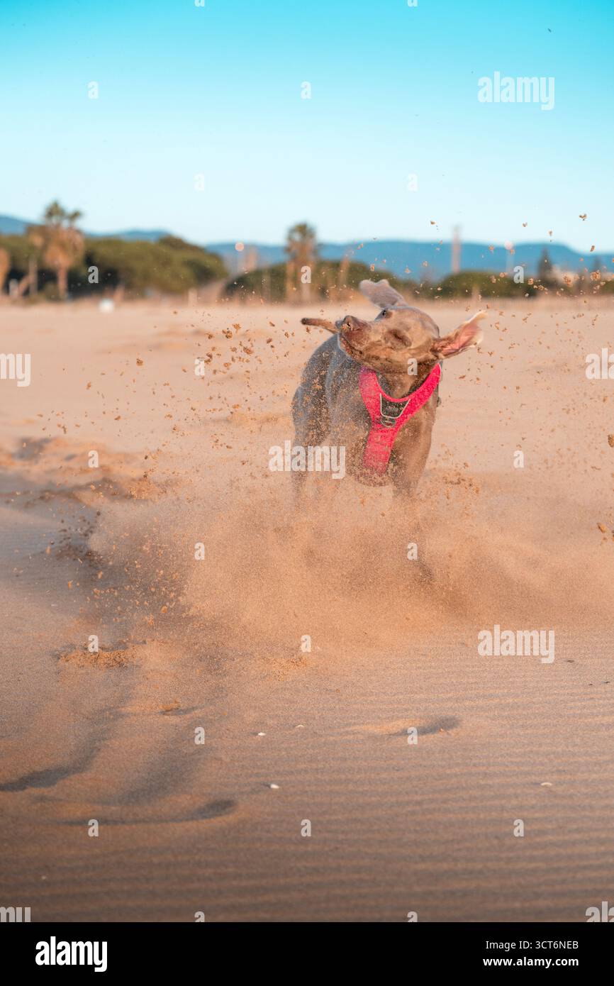Weimaraner jeune chien avec harnais rose secouant la tête tout en courant à travers le sable sur une plage, donnant beaucoup de sable Banque D'Images