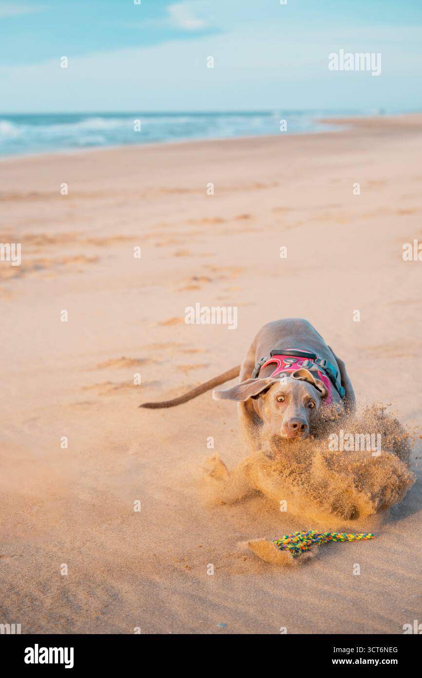 Weimaraner jeune chien avec un harnais rose et bleu arrachant un jouet de corde coloré de la plage, donnant un coup de pied vers le haut d'un grand nuage de sable Banque D'Images