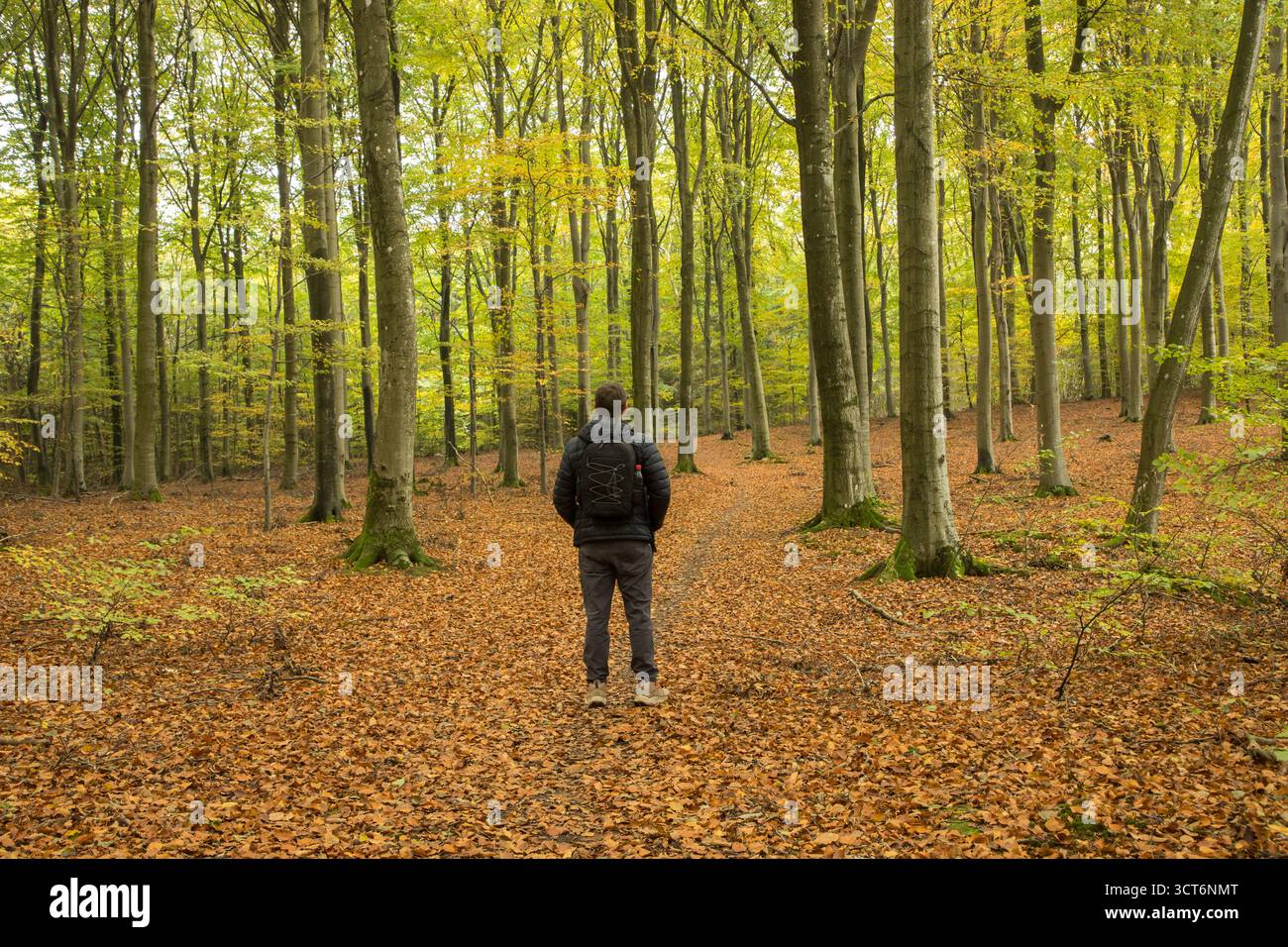 Homme debout au milieu de la forêt à l'automne avec des feuilles orange autour sur le chemin de marche, homme pensant seul dans la forêt, calme et bien-être Banque D'Images