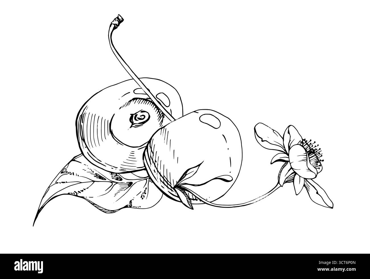 Cerise aigre douce avec fleurs blanches, feuilles de plantes, encre vectorielle dessinée à la main, cerise Berry en grappes sur tiges. Illustration de composition isolée Illustration de Vecteur