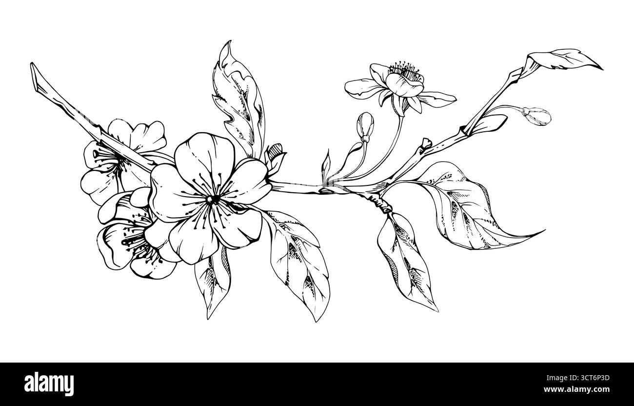 Fleur blanche de sakura cerise avec des feuilles de plante sur la branche, encre vectorielle dessinée à la main, illustration botanique de fleurs sauvages. Composition de guirlande isolée Illustration de Vecteur