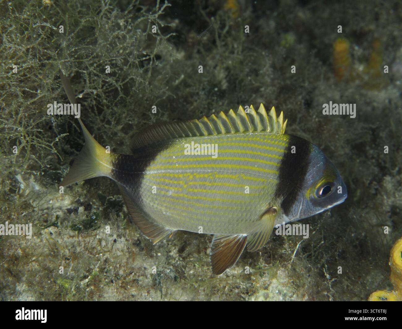 Ein gestreifter Fisch mit gelben Rueckenflossen, Zweibindenbrasse (Diplodus vulgaris), befindet sich in einer algenreichen Umgebung. Tauchplatz Hausri Banque D'Images