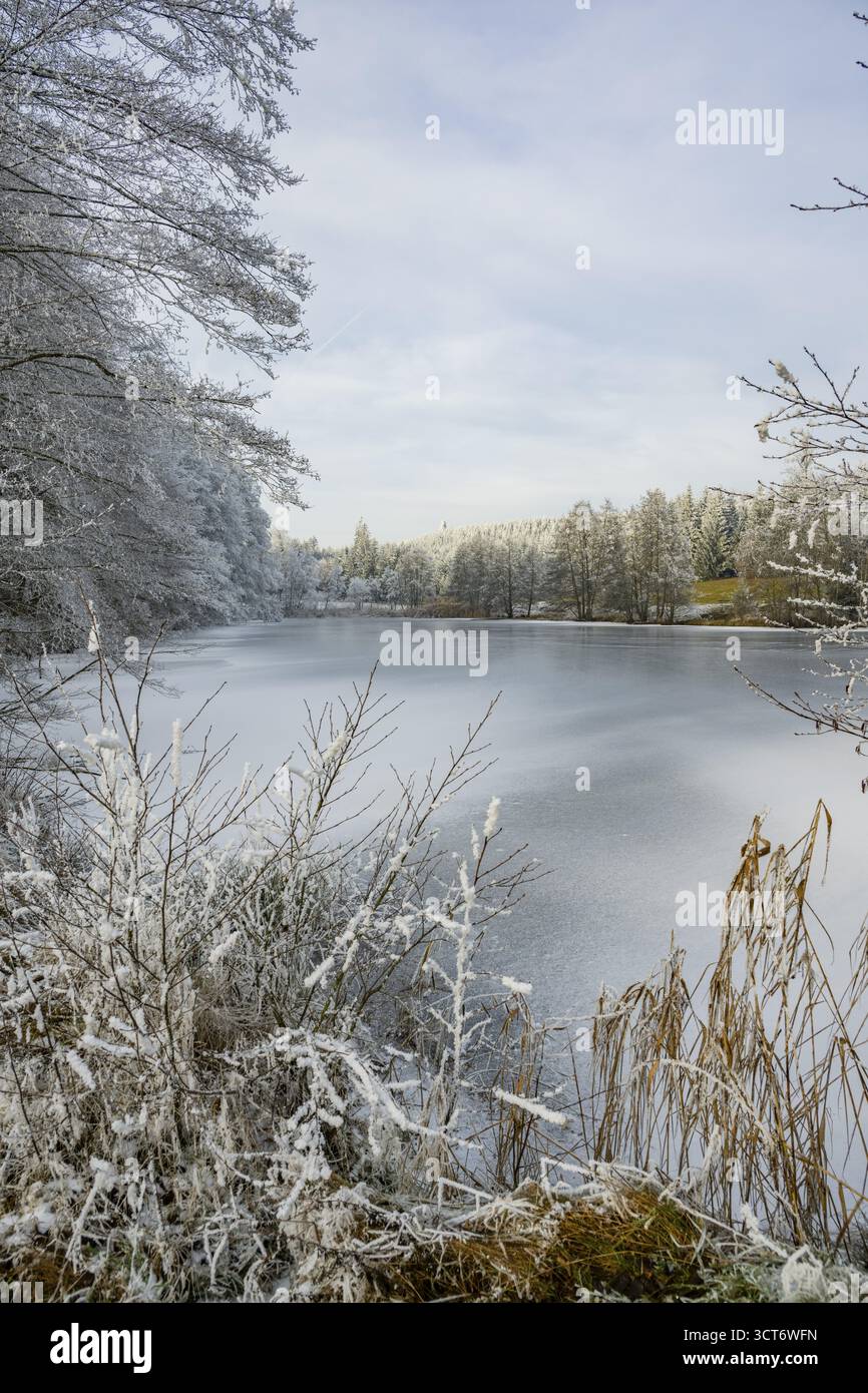 Un pont gelé dans une vallée entourée d'une forêt mixte avec épicéa de norvège (Picea abies) et hêtre européen (Fagus sylvatica) blanc de roarfrost, on Banque D'Images