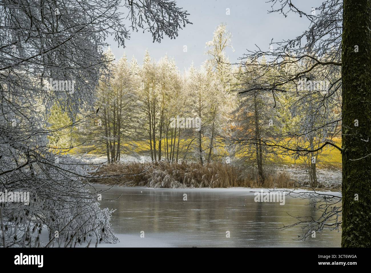 Un pont gelé dans une vallée entourée d'une forêt mixte avec épicéa de norvège (Picea abies) et hêtre européen (Fagus sylvatica) blanc de roarfrost, on Banque D'Images
