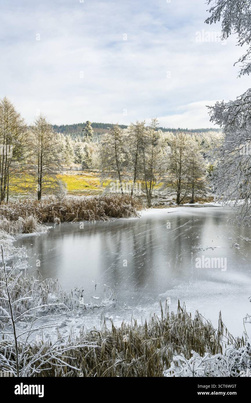 Un pont gelé dans une vallée entourée d'une forêt mixte avec épicéa de norvège (Picea abies) et hêtre européen (Fagus sylvatica) blanc de roarfrost, on Banque D'Images