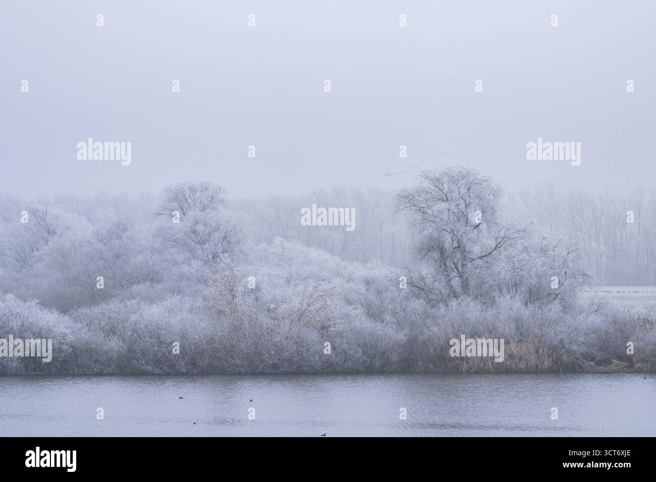 Buissons poussant à côté de la rivière danubia avec du givre sur les branches en hiver, Bavière, Allemagne Banque D'Images