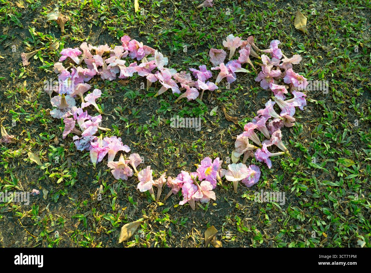 Les fleurs roses sont disposées en forme de coeur sur une pelouse verte Banque D'Images