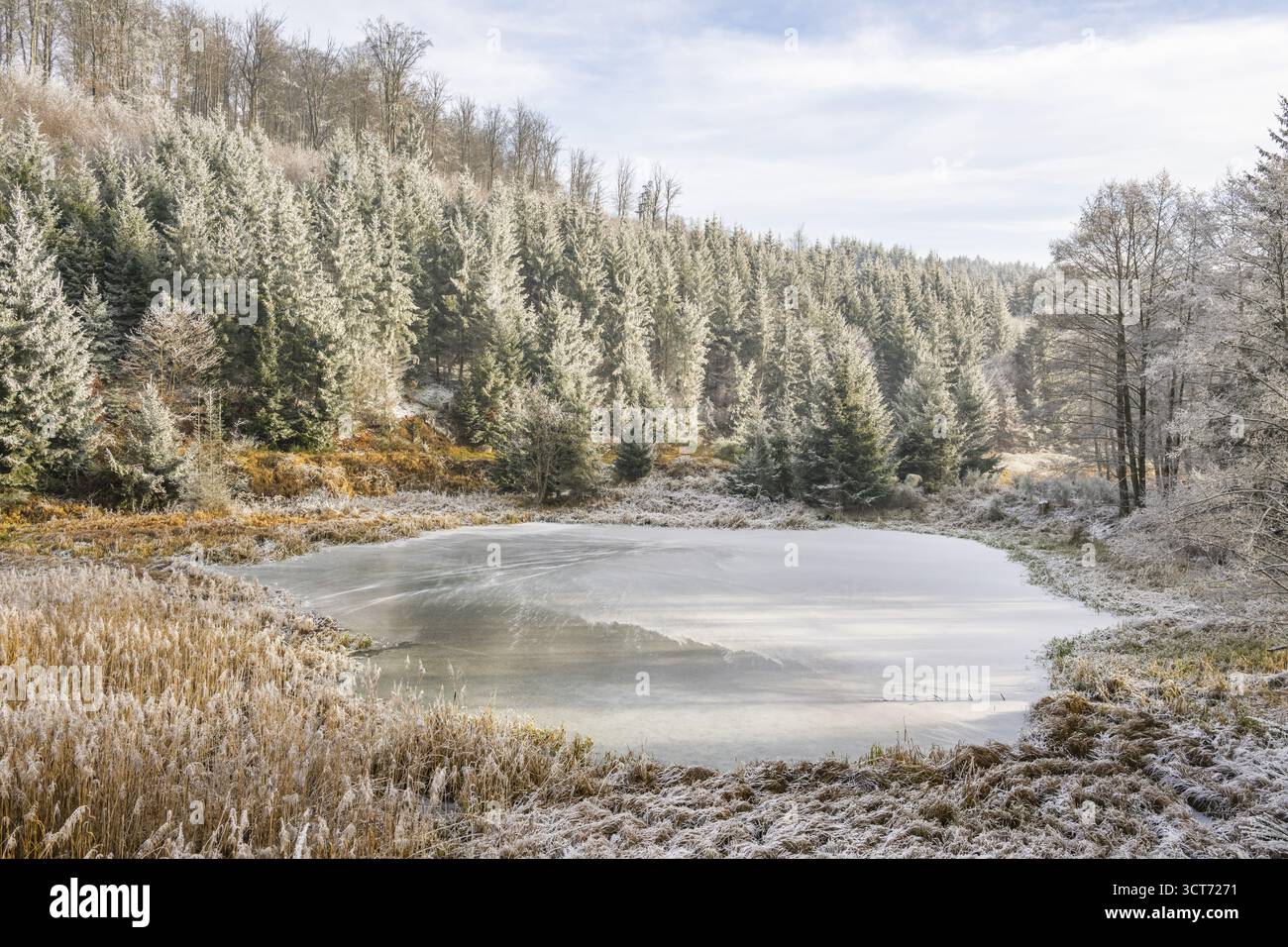 Un pont gelé dans une vallée entourée d'une forêt mixte avec épicéa de norvège (Picea abies) et hêtre européen (Fagus sylvatica) blanc de roarfrost, on Banque D'Images