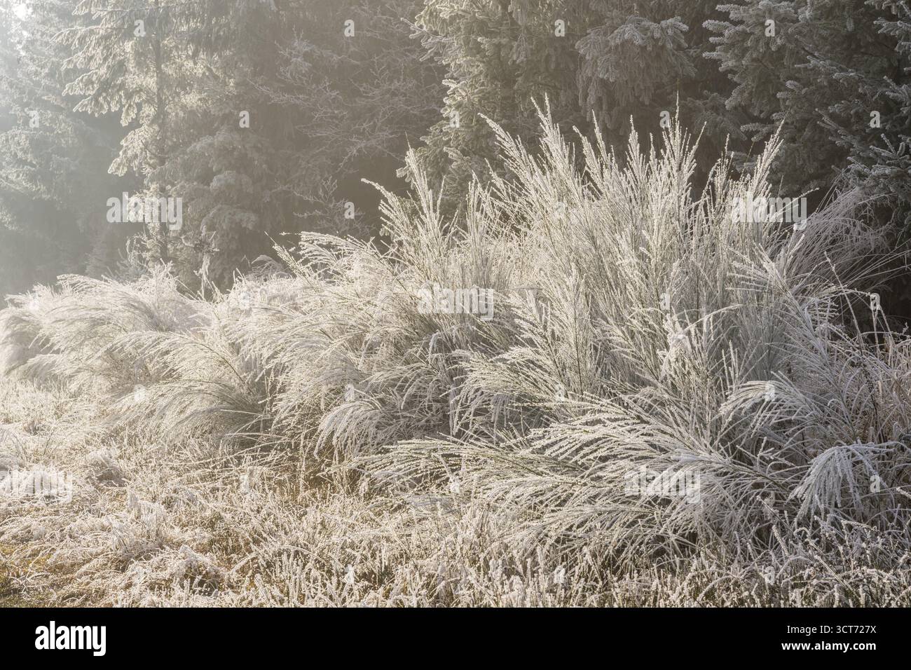 Balai commun (Cytisus scoparius) poussant dans une vallée à côté d'une forêt, blanc de roarfrost, par une journée ensoleillée en hiver, Bavière, Allemagne Banque D'Images