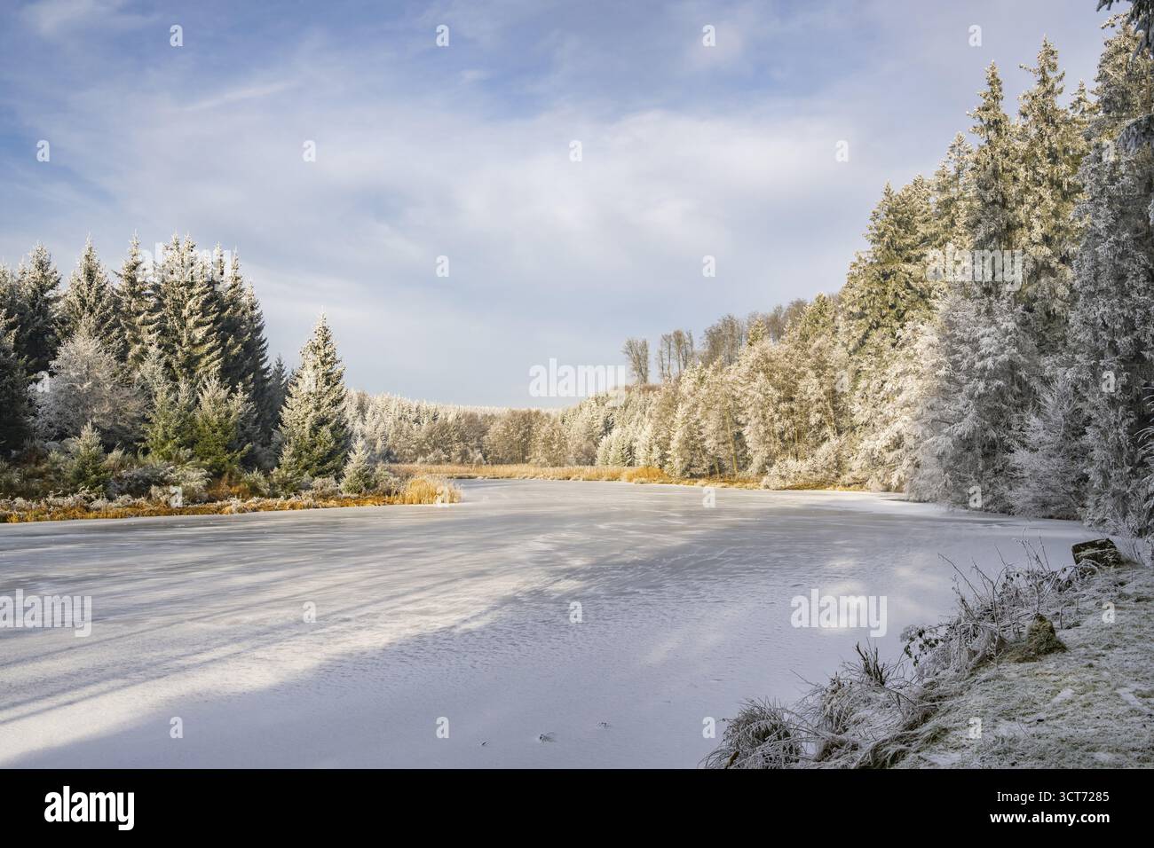 Un pont gelé dans une vallée entourée d'une forêt mixte avec épicéa de norvège (Picea abies) et hêtre européen (Fagus sylvatica) blanc de roarfrost, on Banque D'Images