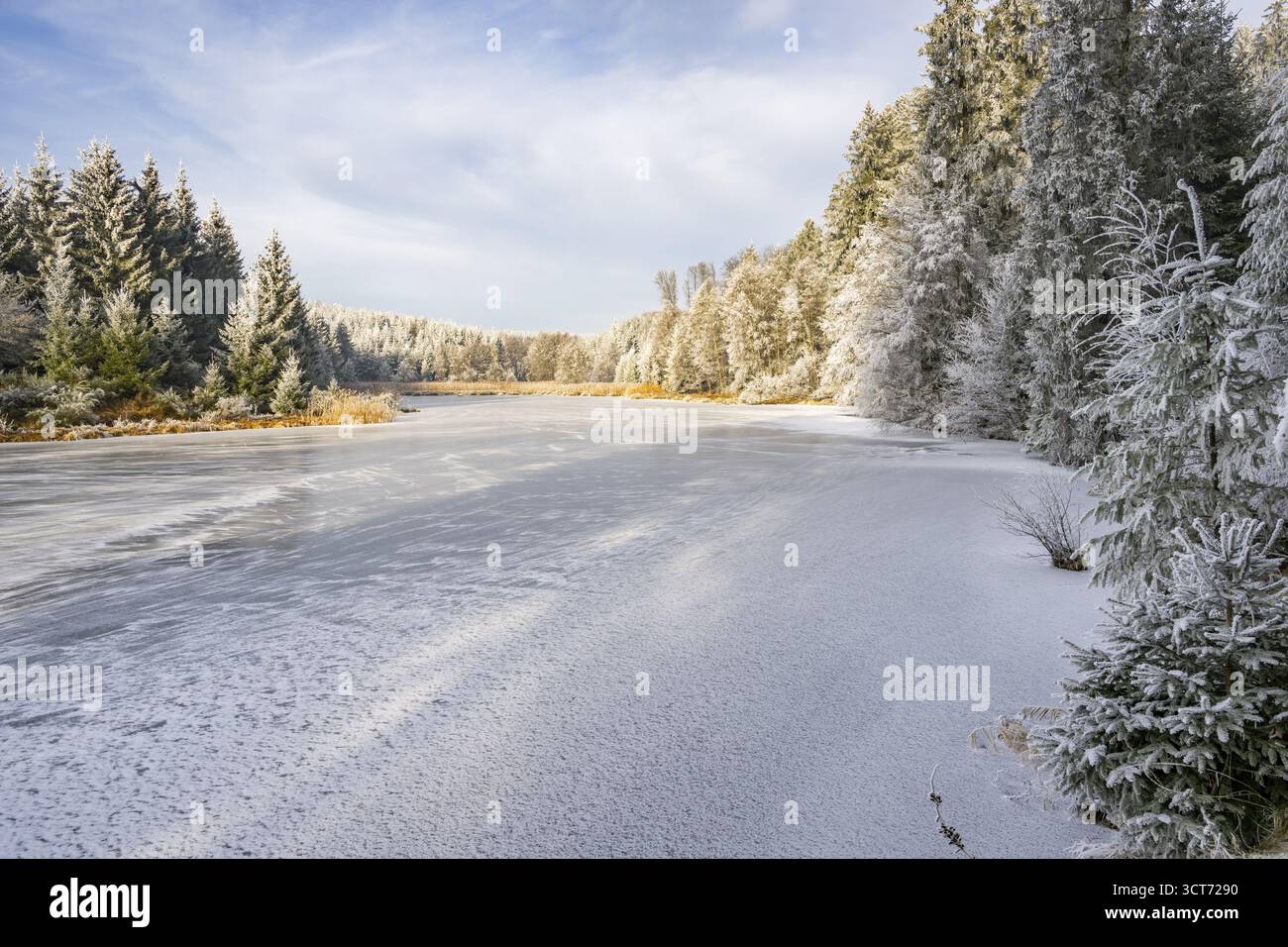 Un pont gelé dans une vallée entourée d'une forêt mixte avec épicéa de norvège (Picea abies) et hêtre européen (Fagus sylvatica) blanc de roarfrost, on Banque D'Images