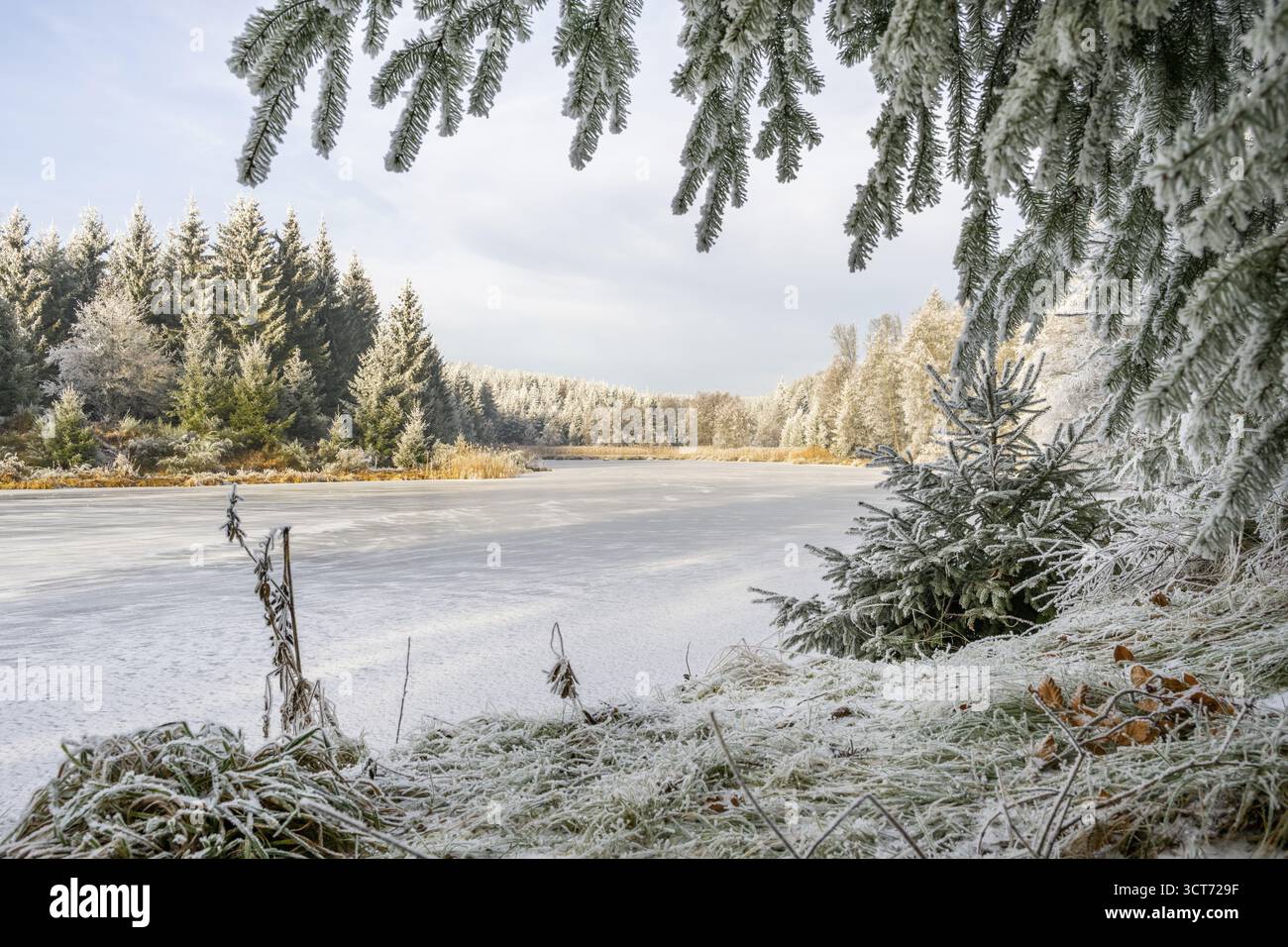 Un pont gelé dans une vallée entourée d'une forêt mixte avec épicéa de norvège (Picea abies) et hêtre européen (Fagus sylvatica) blanc de roarfrost, on Banque D'Images