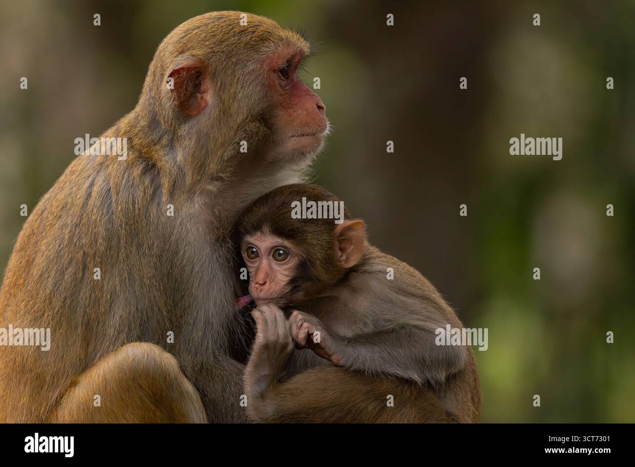Macaques dans la nature. Les macaques constituent un genre (Macaca) de singes grégaires. Les macaques se trouvent dans une variété d'habitats à travers les conti asiatiques Banque D'Images