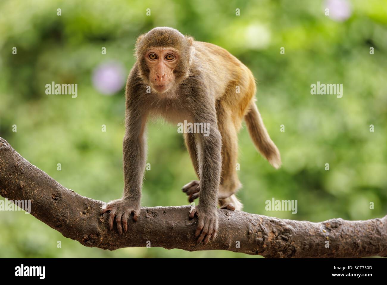 Macaques dans la nature. Les macaques constituent un genre (Macaca) de singes grégaires. Les macaques se trouvent dans une variété d'habitats à travers les conti asiatiques Banque D'Images