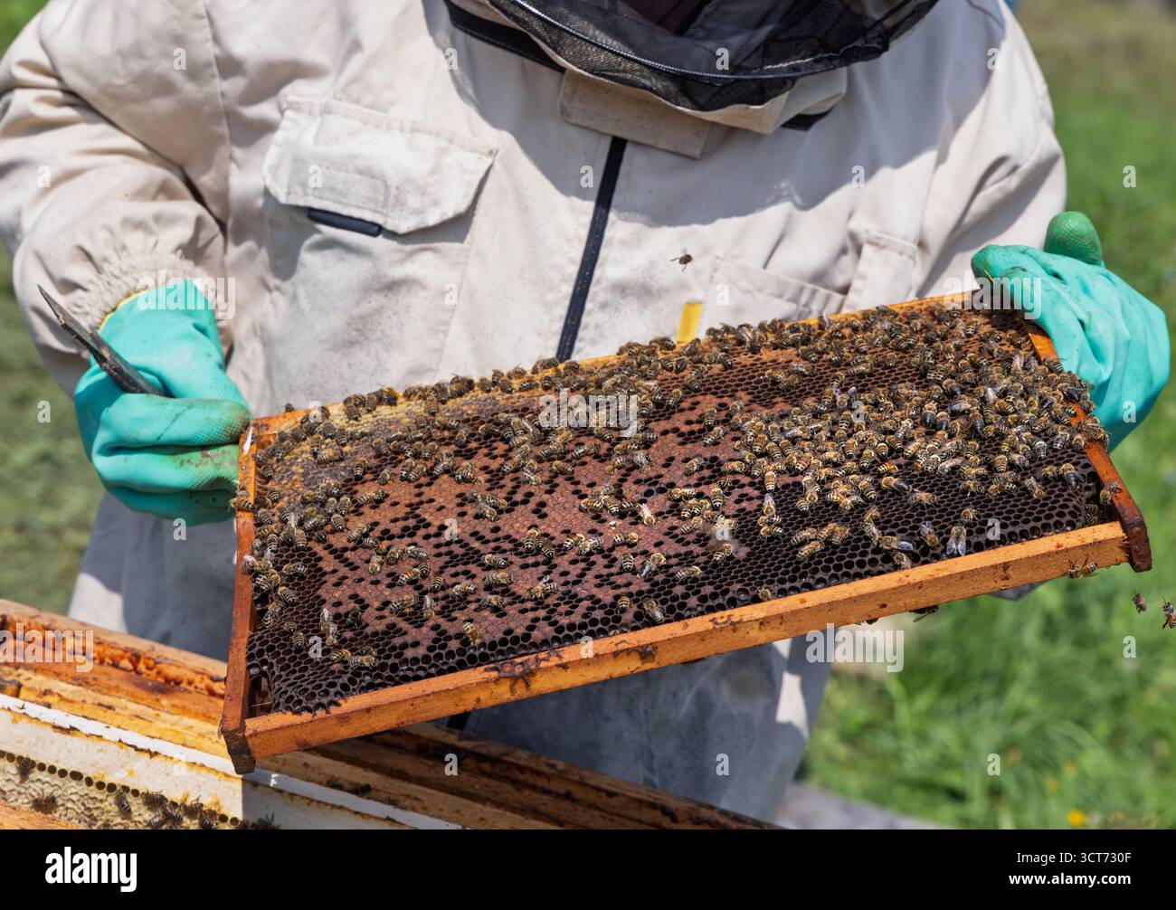 Apiculteur portant un costume de protection tendant à des ruches assurant le bien-être des abeilles. Abeilles mellifères volant dans des ruches en bois. Banque D'Images