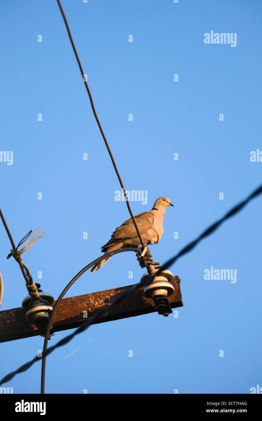 Une colombe solitaire reposant sur un fil électrique sous un ciel bleu clair dans la douce lueur de la lumière du matin. Banque D'Images Une colombe solitaire reposant sur un fil électrique sous un ciel bleu clair dans la douce lueur de la lumière du matin. Banque D'Images
