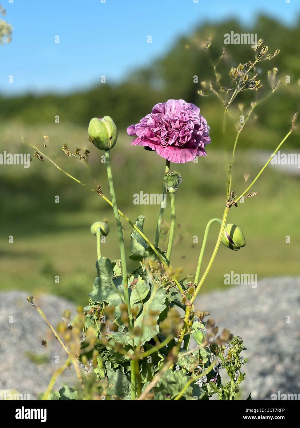 Une photo d'une plante de pavot pourpre poussant à l'état sauvage à partir d'un tas de gravier avec un fond vert. - Image de stock capturée avec un smartphone