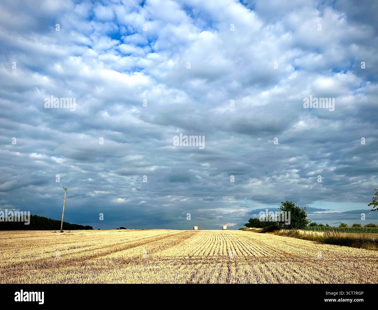 Photographie d'un champ de maïs fraîchement coupé dans le sud du Norfolk Banque D'Images