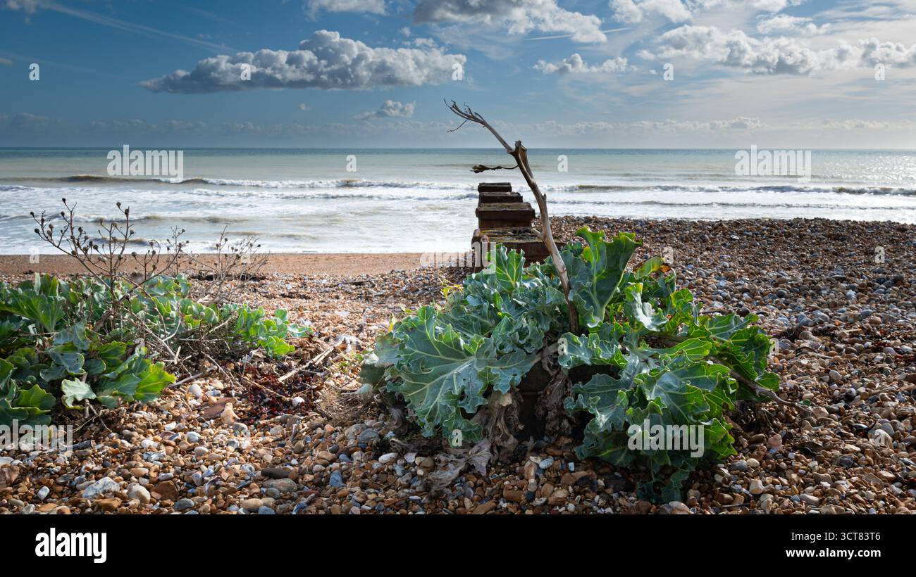 Chou de mer (Crambe maritima) poussant sur une plage de galets à Bexhill-on-Sea, dans le Sussex de l'est, sous un ciel printanier lumineux à côté de la Manche. Banque D'Images