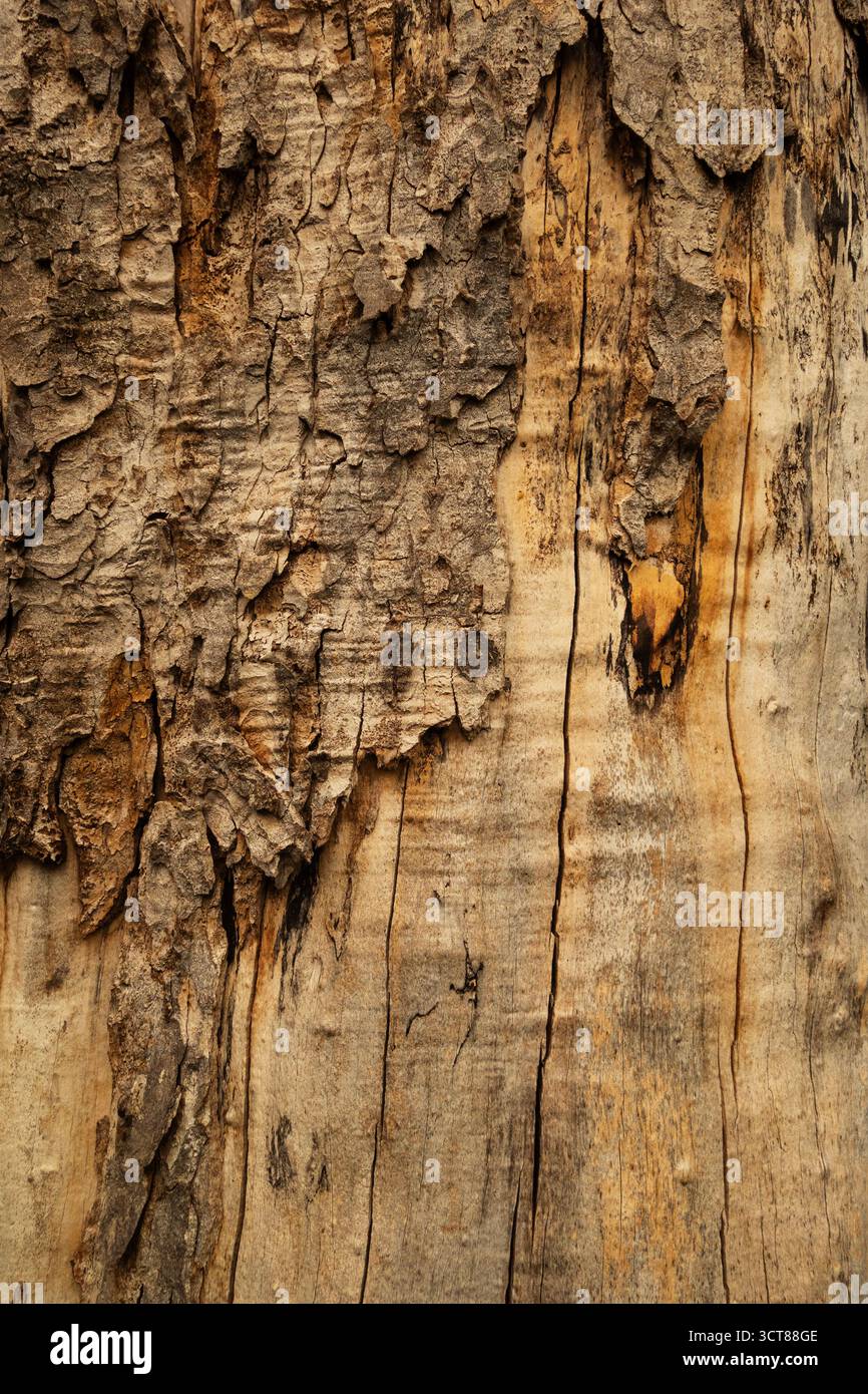 Gros plan de la texture de l'écorce du tronc d'arbre avec des fissures naturelles et une surface rugueuse, symbole de l'âge et de la force dans la nature Banque D'Images