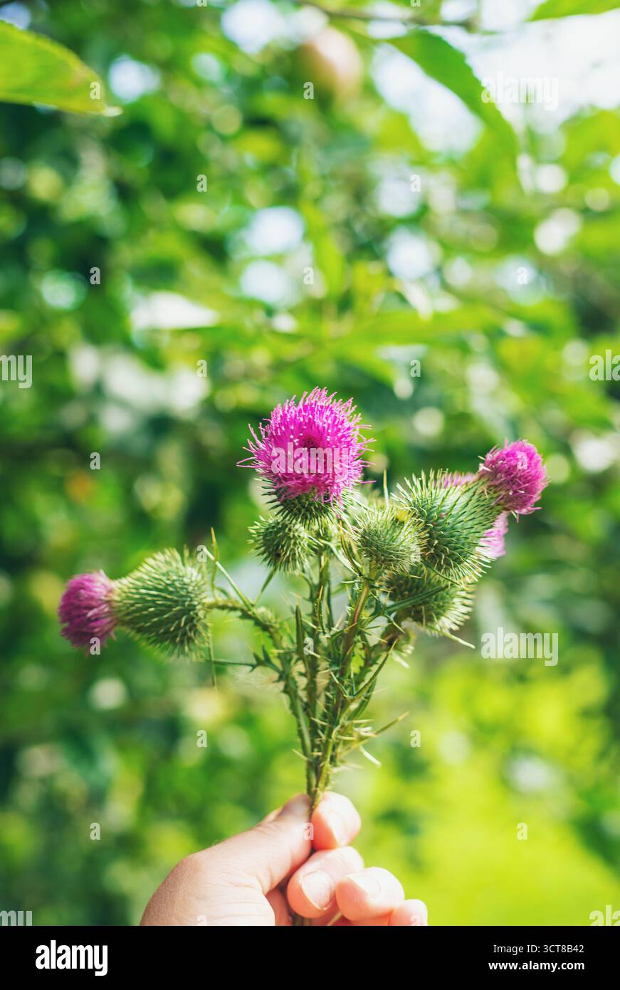 Suppléments de chardon Marie dans la nature. Mise au point sélective. Nature. Banque D'Images