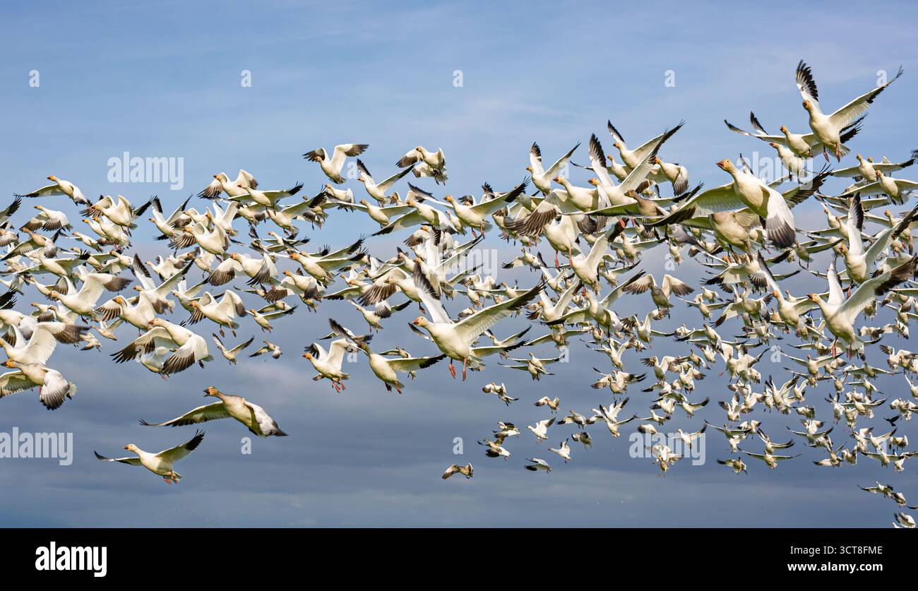 Un grand groupe d'oies blanches vole dans les airs, battant leurs ailes. Banque D'Images