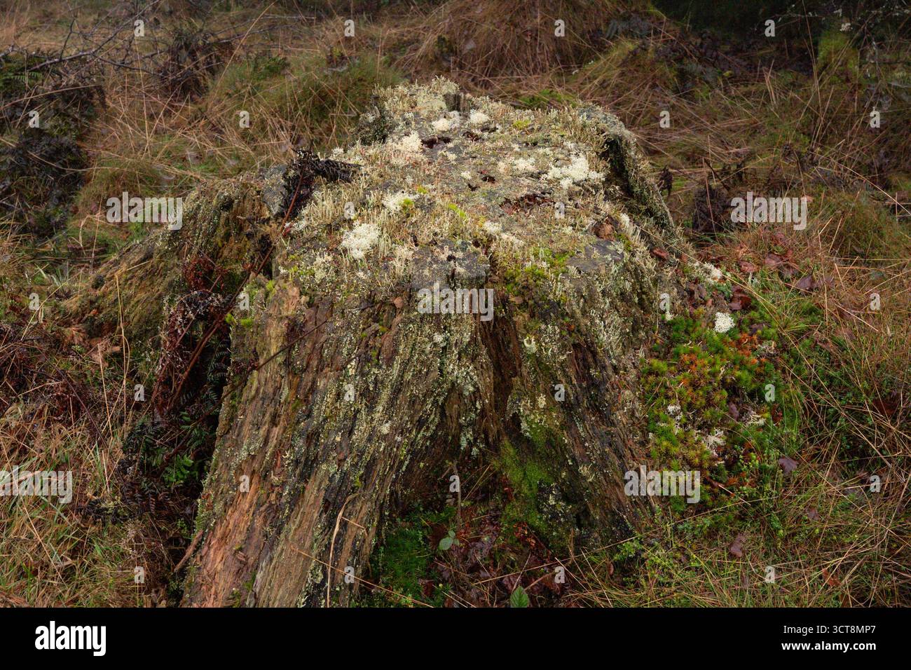 Souche d'arbre couverte de mousse et de lichen dans un cadre boisé naturel Banque D'Images