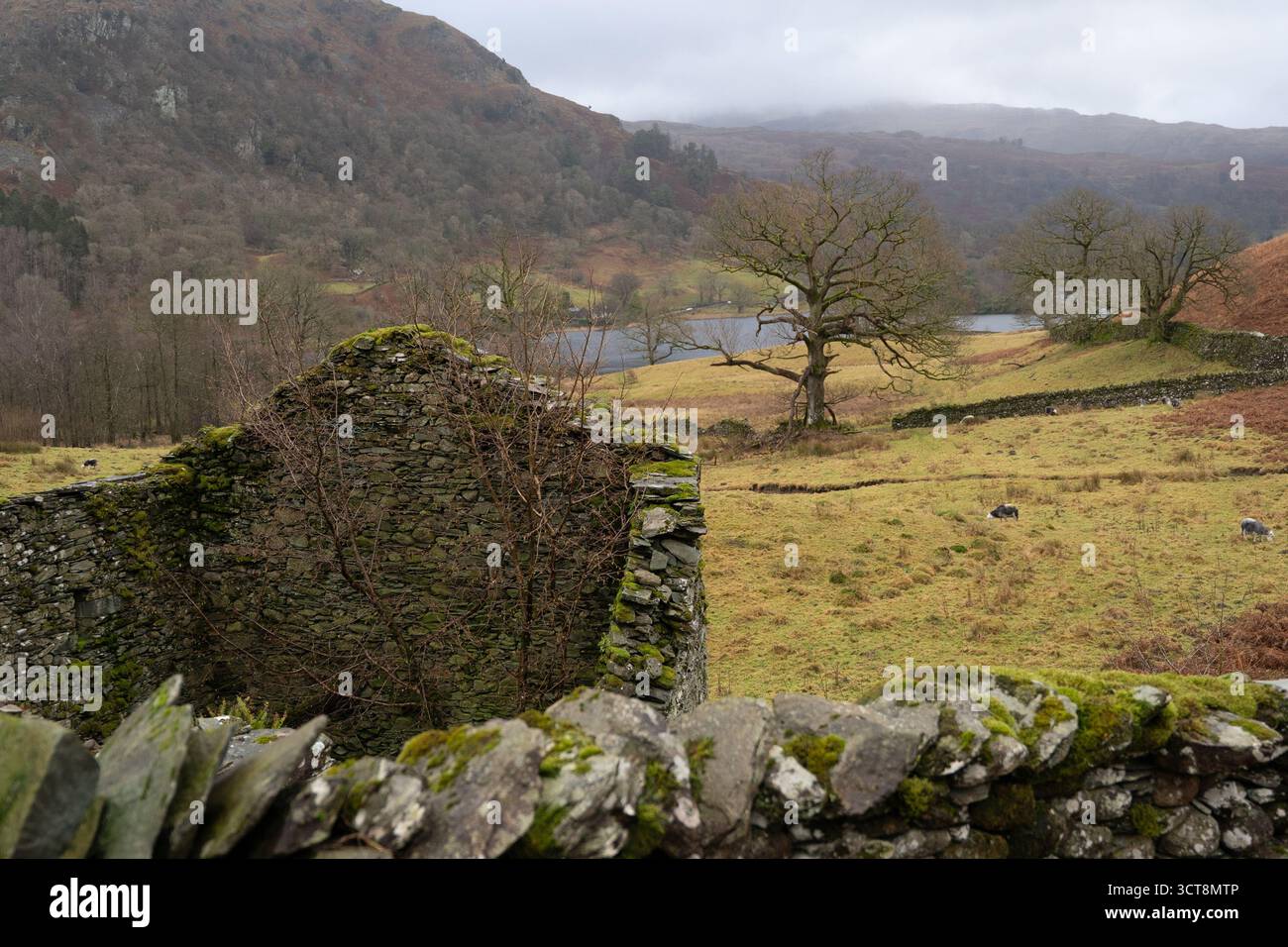 Ruines de pierre et murs de pierre sèche dans la campagne du Lake District avec pâturage des moutons Banque D'Images
