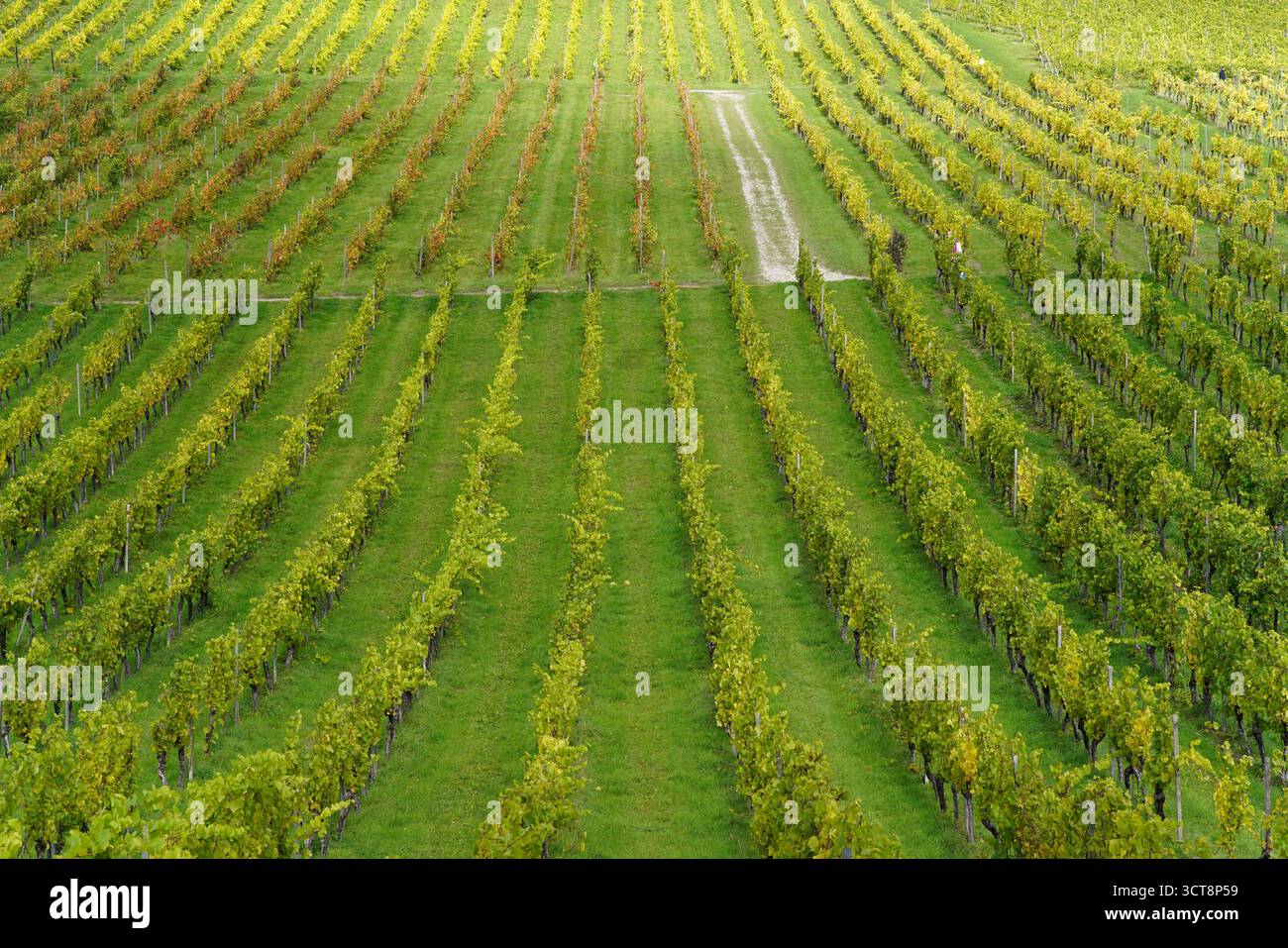 Rangées de vignobles symétriques formant un motif rythmique sur une colline verte, agriculture traditionnelle et paysage pittoresque.Vineyard, Dorking, Angleterre Banque D'Images