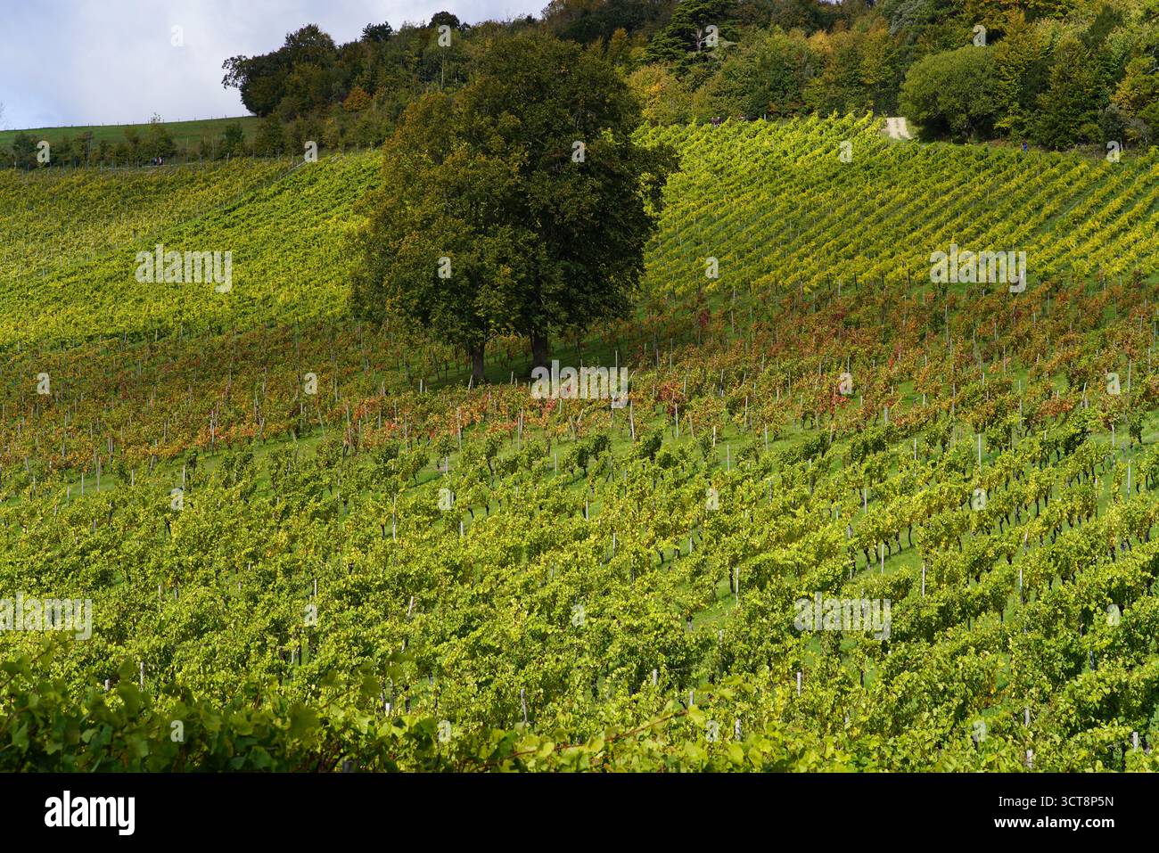 Vignoble, Dorking, Angleterre Banque D'Images