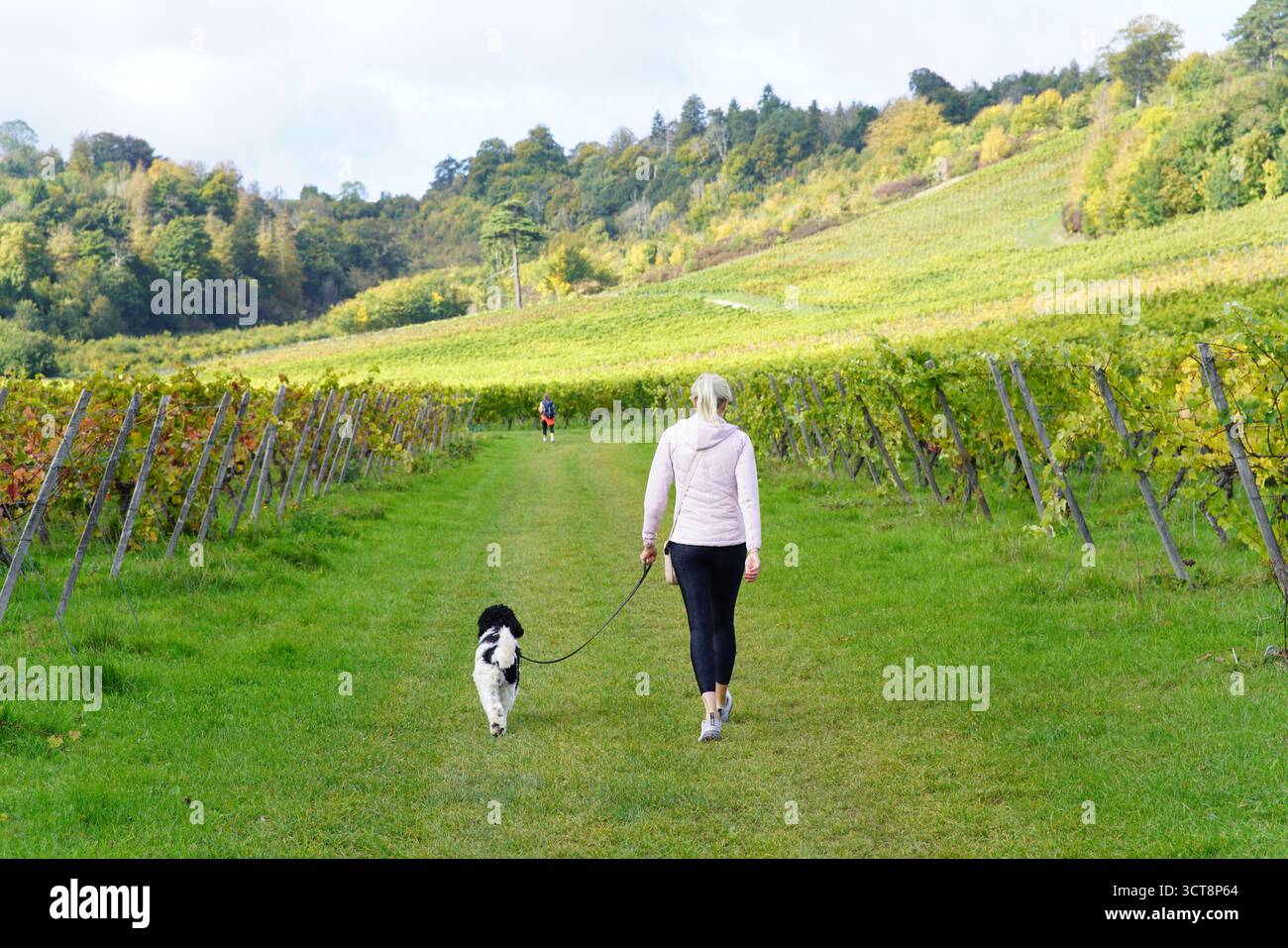 Femme promenant son chien à travers les rangées de vignes sur un jour ensoleillé d'automne paisible style de vie de campagne et nature.Vineyard, Dorking, Angleterre Banque D'Images
