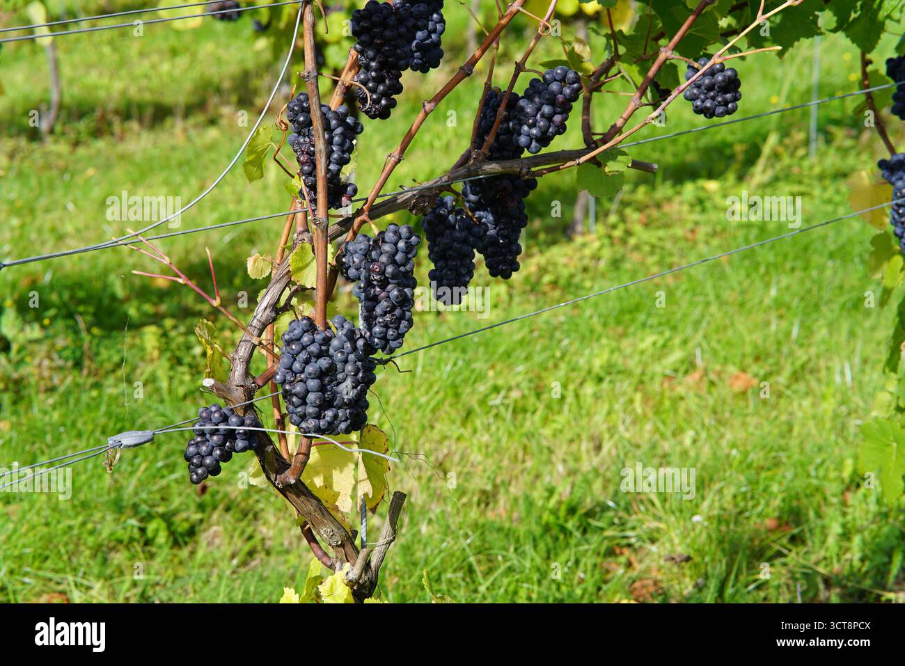 Vignoble, Dorking, Angleterre Banque D'Images