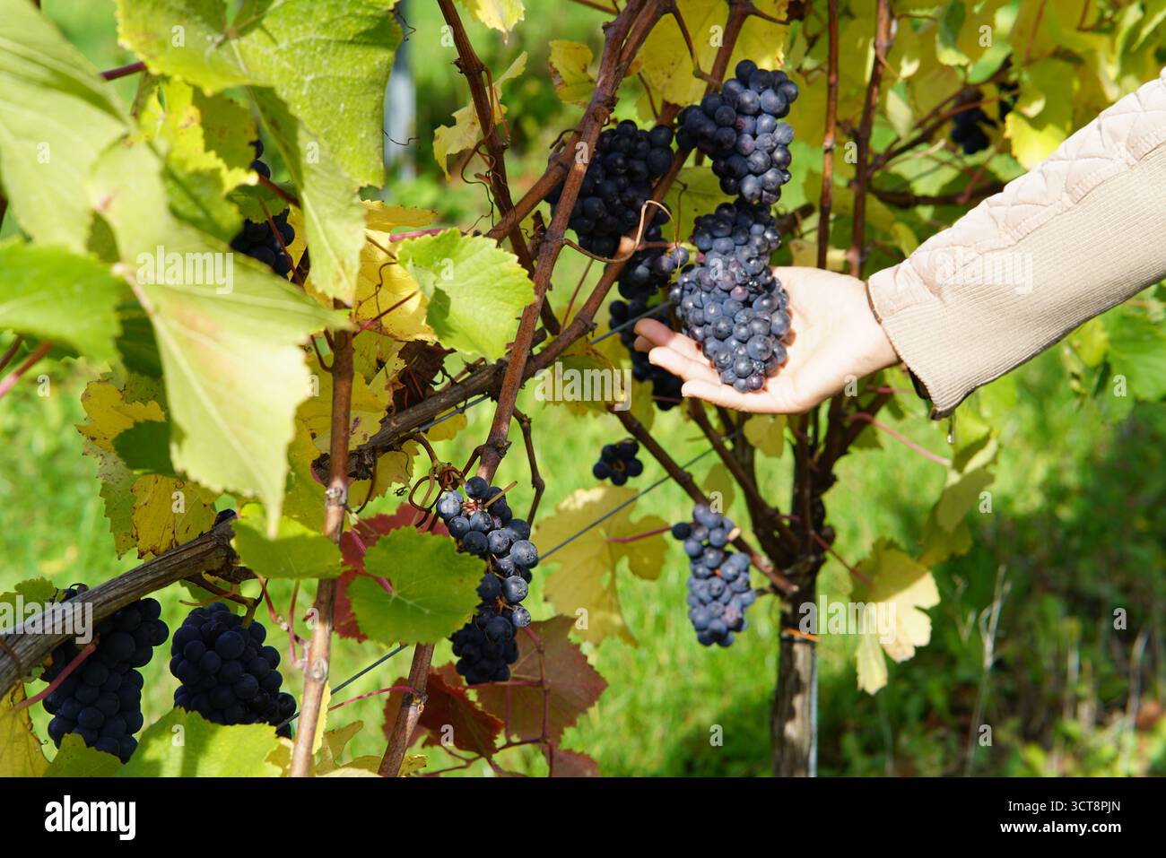 Cueillette à la main des raisins foncés mûrs dans un vignoble ensoleillé pendant la saison des vendanges - vinification traditionnelle dans la campagne.Vineyard, Dorking, Angleterre Banque D'Images