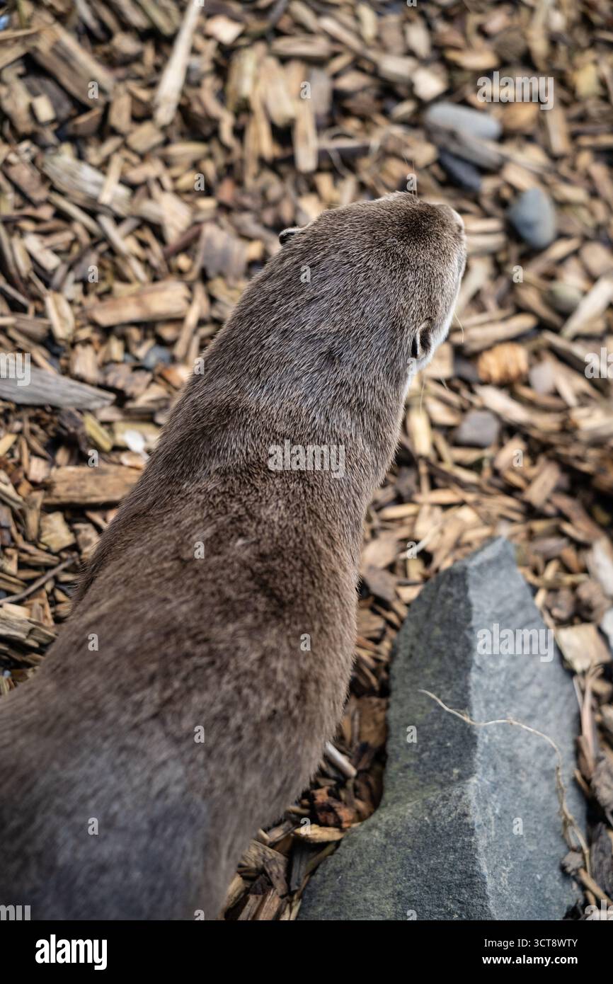 Chiot de phoque gris reposant sur la rive rocheuse parmi le bois flotté et les débris Banque D'Images