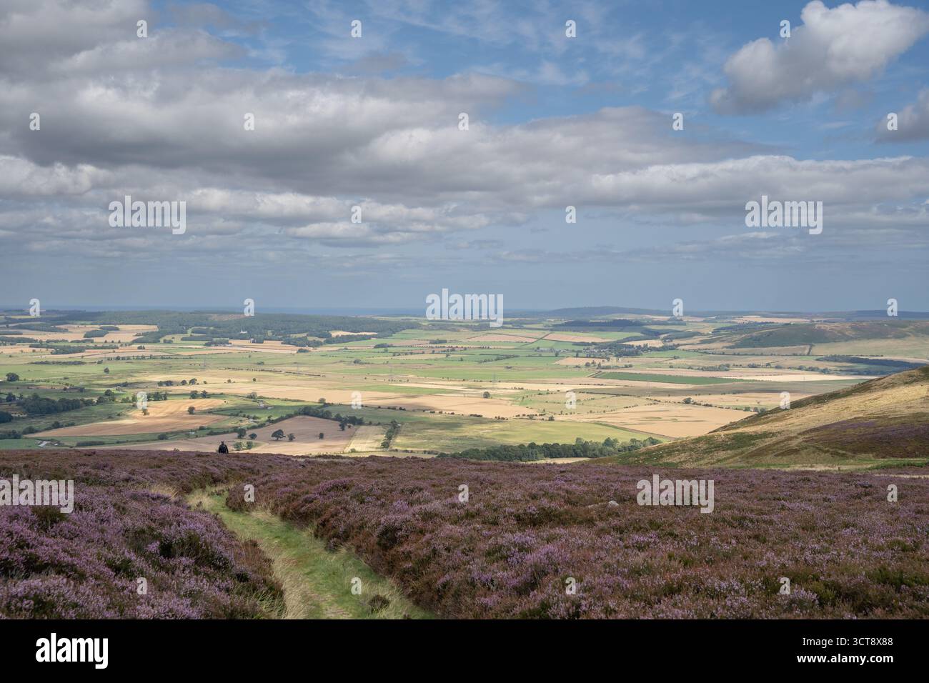 Landes violettes de bruyère surplombant des champs de patchwork dans la campagne du Northumberland Banque D'Images