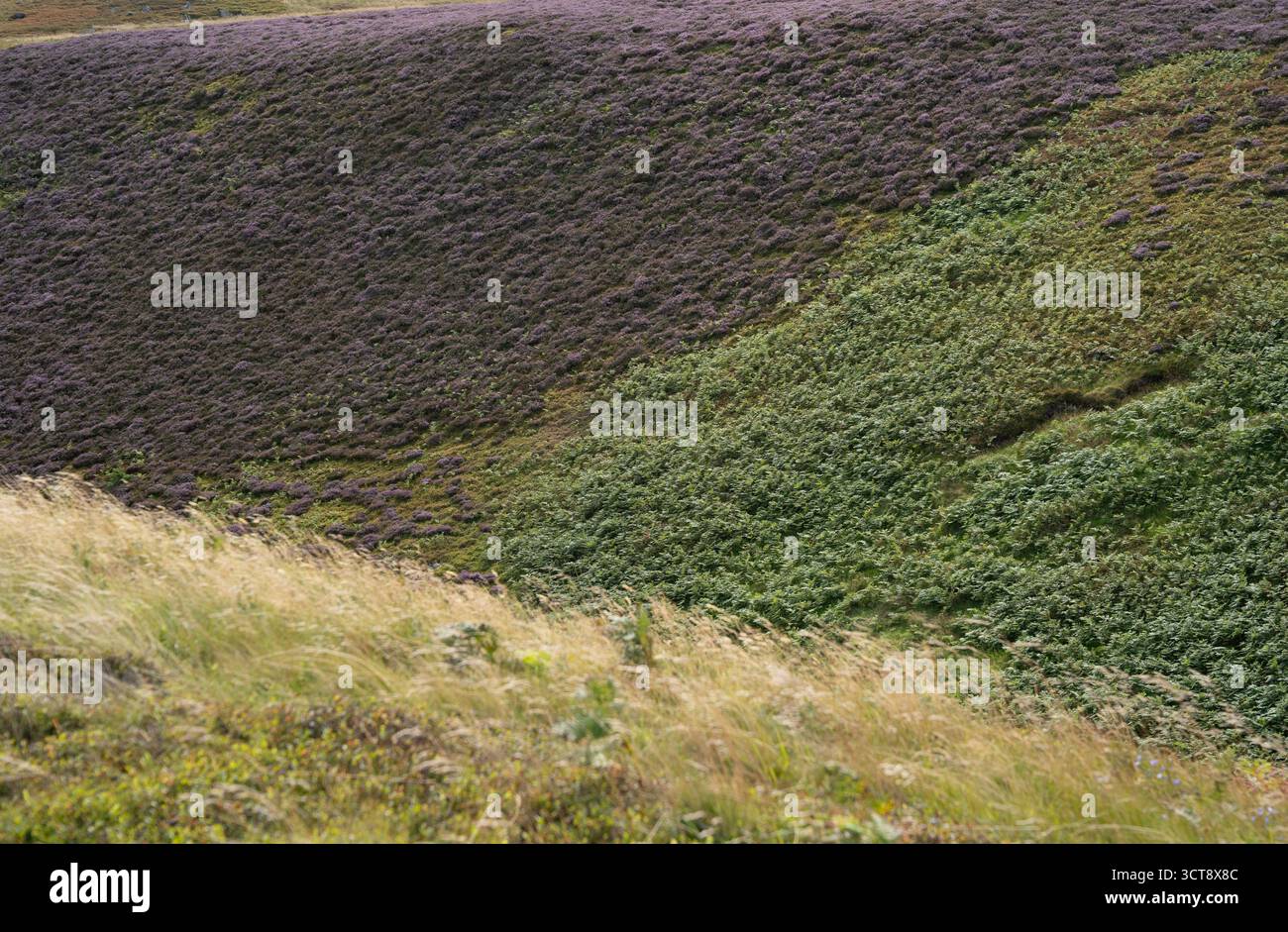 Landes de bruyère pourpre avec végétation verte dans la campagne du Northumberland Banque D'Images