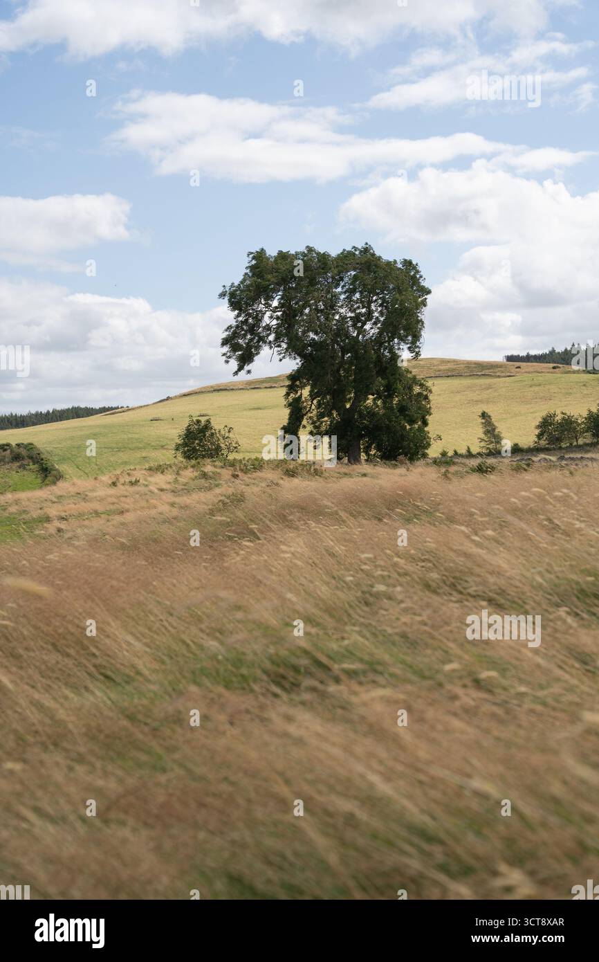 Arbre solitaire dans la campagne vallonnée du Northumberland avec ciel nuageux Banque D'Images