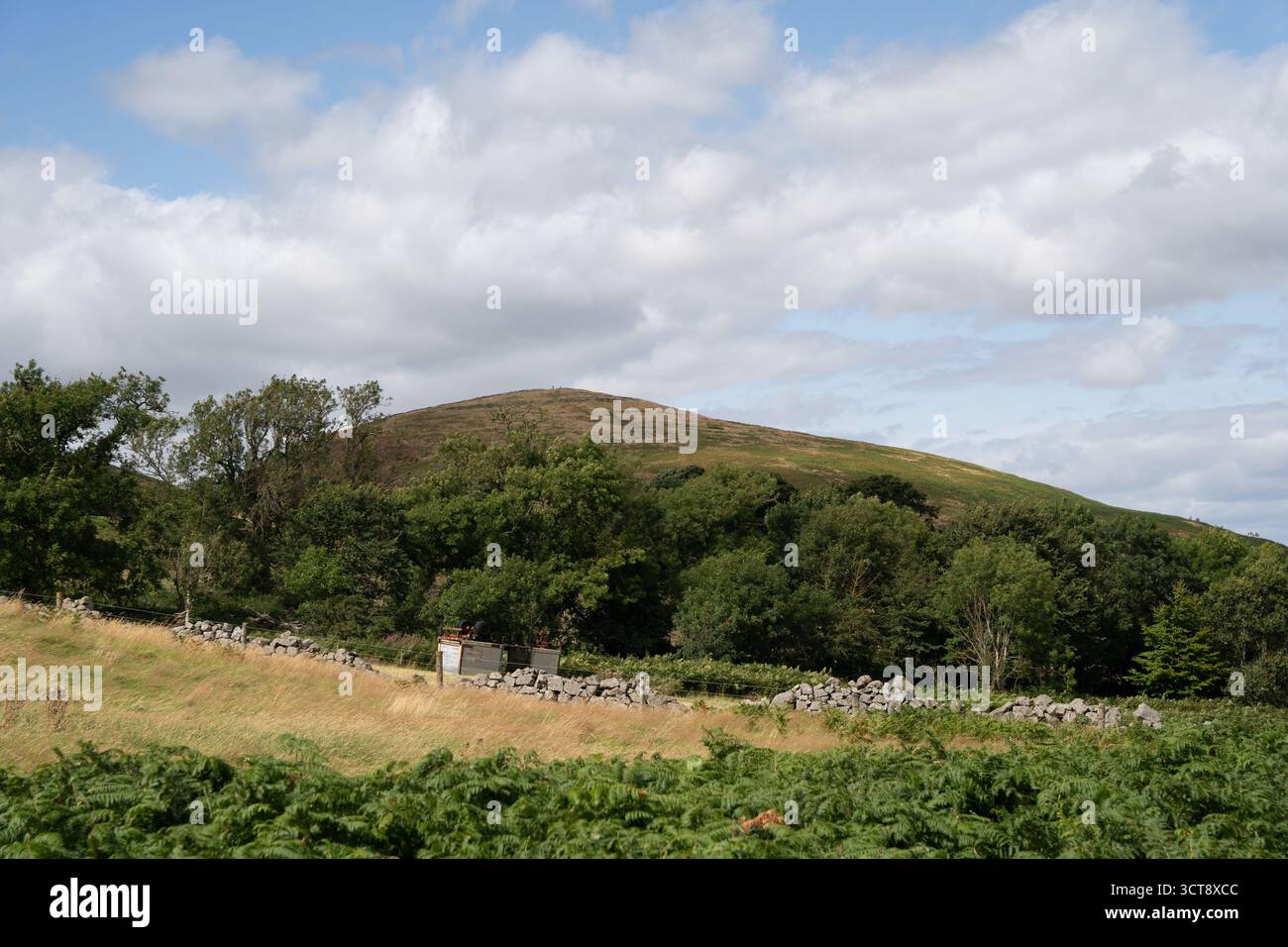Collines ondulantes et campagne avec murs de pierre dans le parc national de Northumberland Banque D'Images