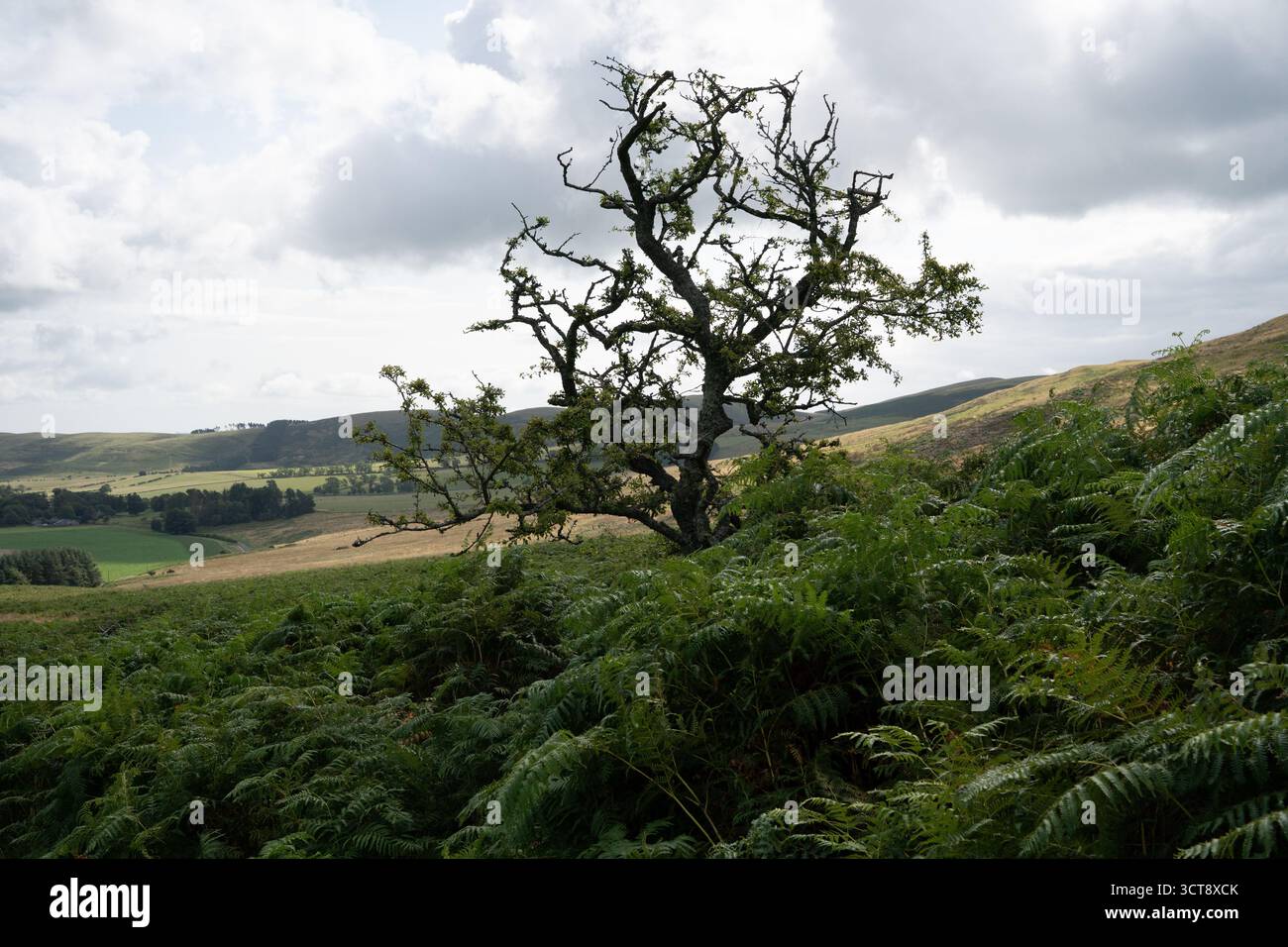Aubépine nouée parmi les fougères saumâtres dans la campagne du Northumberland Banque D'Images