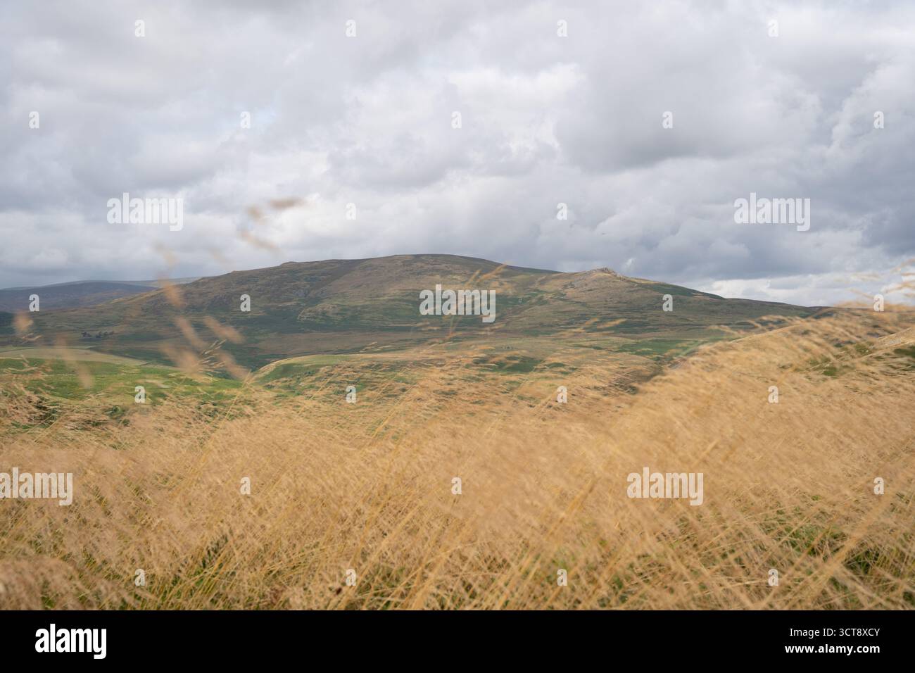 Collines ondulantes et landes sous un ciel nuageux spectaculaire dans la campagne du Northumberland Banque D'Images