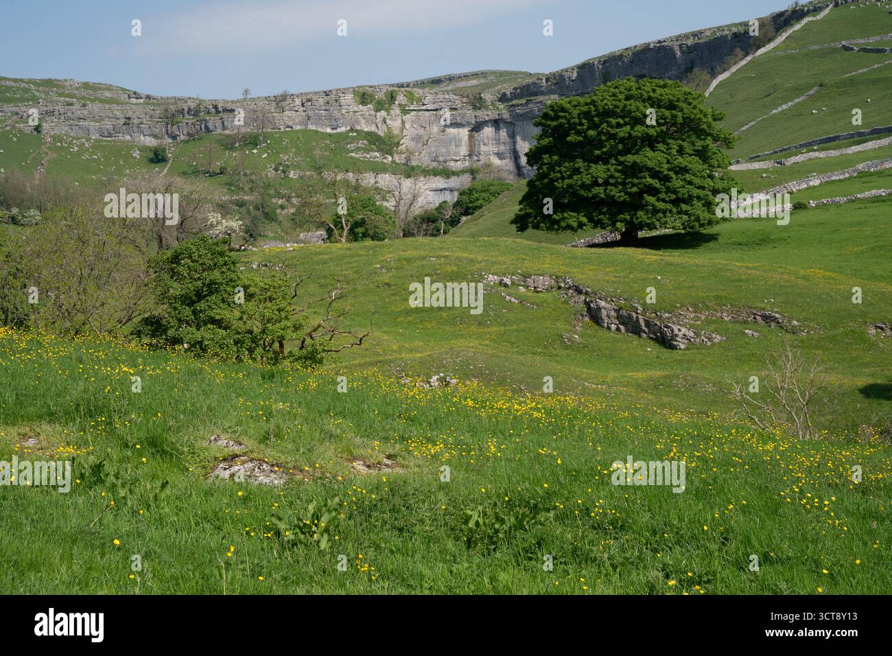 Paysage calcaire des Yorkshire Dales avec prairie de fleurs sauvages et murs de pierre sèche au printemps Banque D'Images