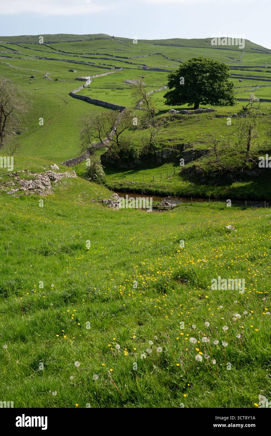Paysage traditionnel des Yorkshire Dales avec murs en pierre sèche et prairies de fleurs sauvages au printemps Banque D'Images